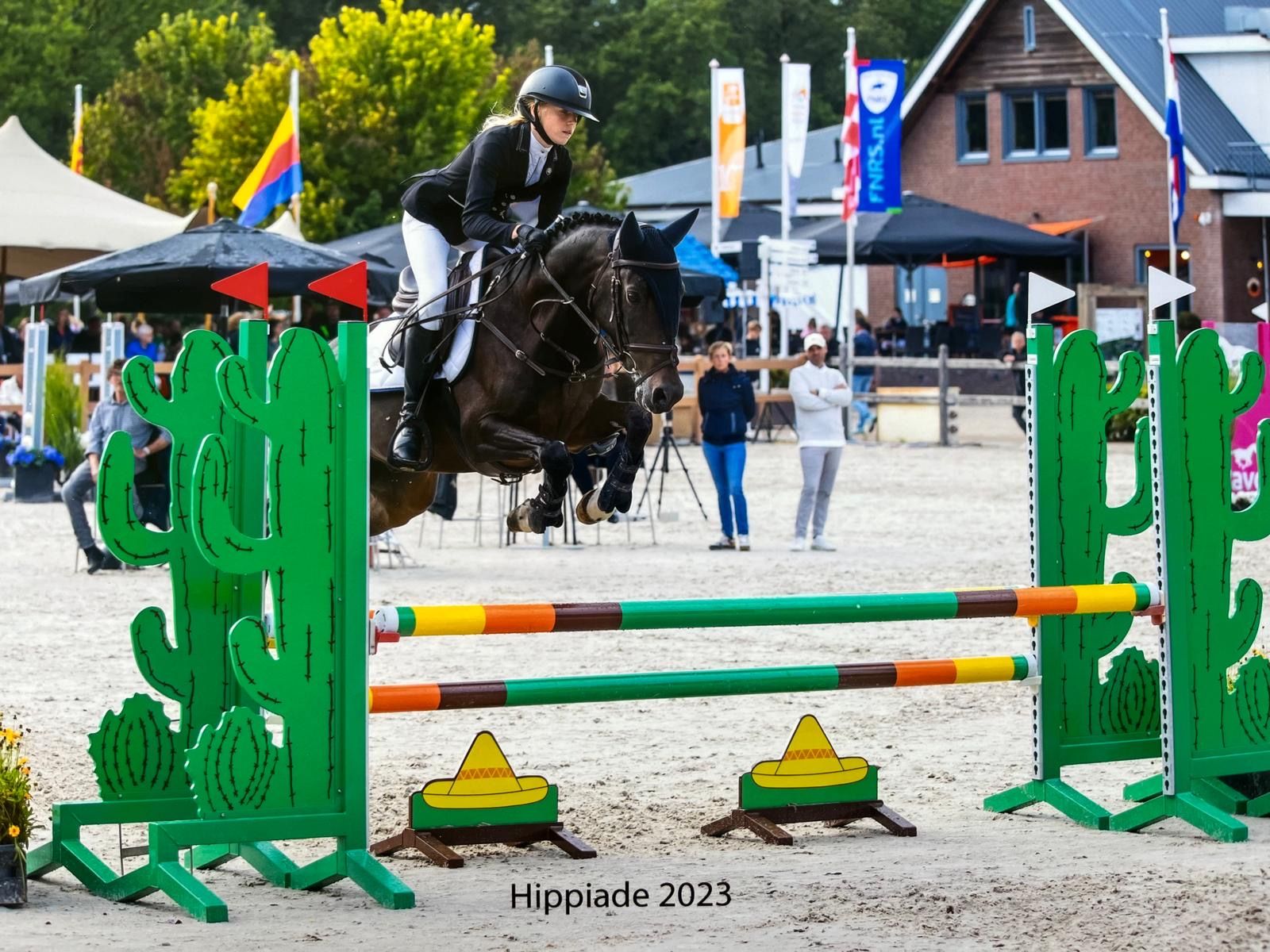 welsh-cob allround-pony ruin 8 سنوات donkerbruin للبيع - صورة 6