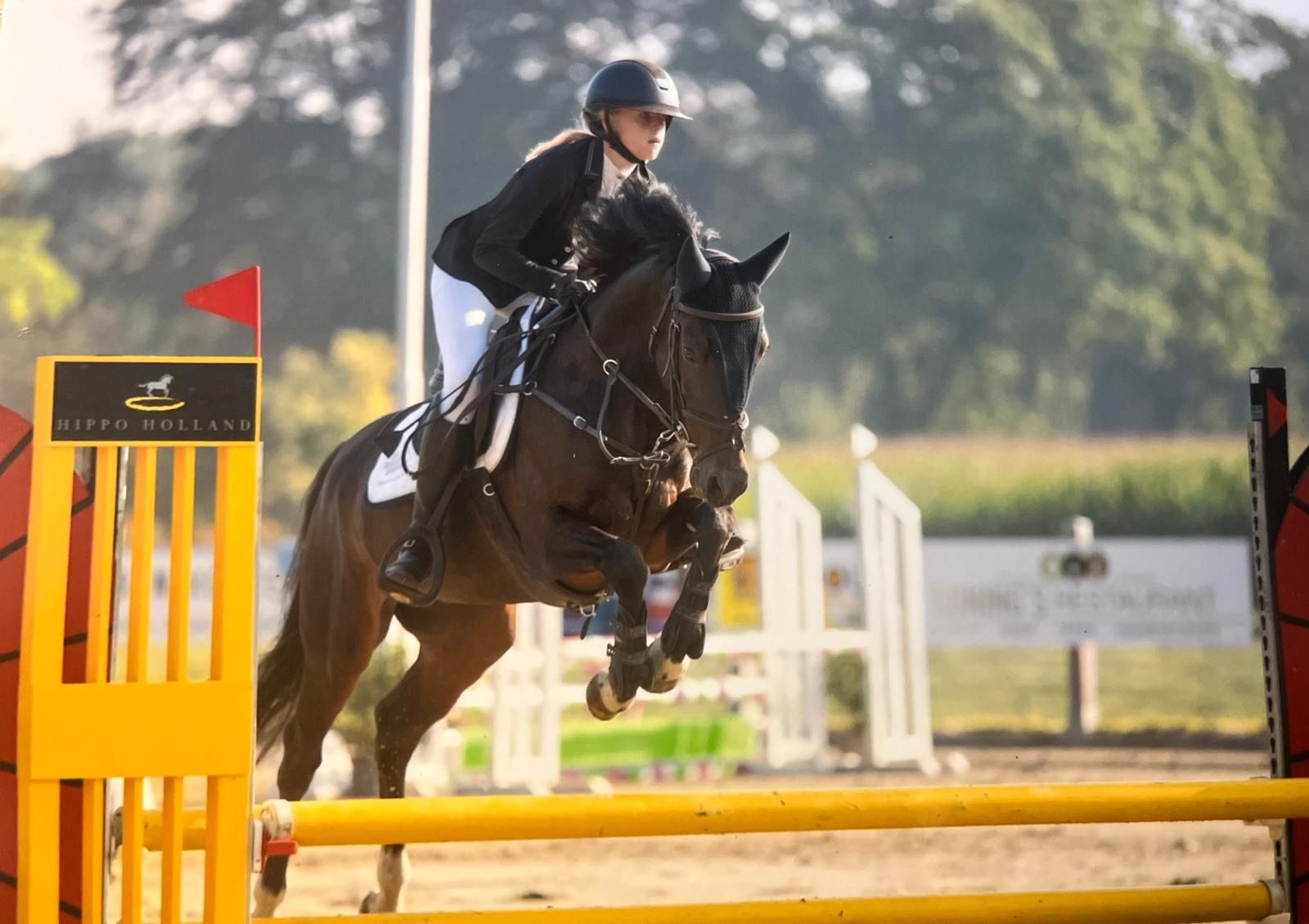 welsh-cob allround-pony ruin 8 سنوات donkerbruin للبيع - صورة 5