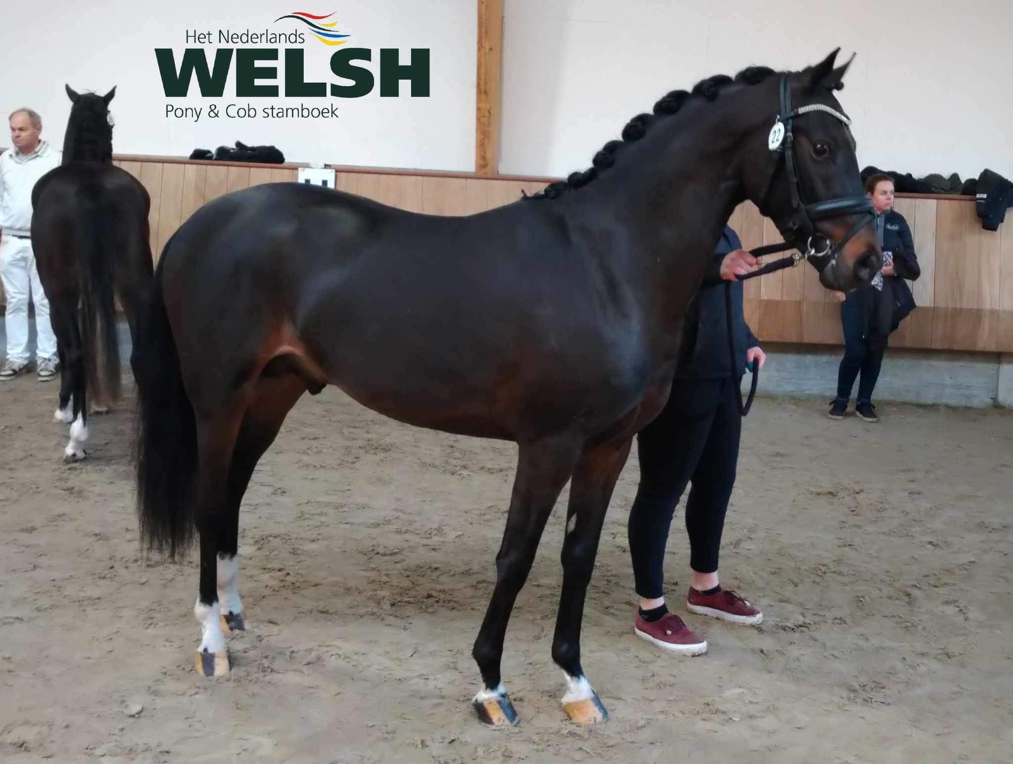 welsh-cob allround-pony ruin 8 سنوات donkerbruin للبيع - صورة 3