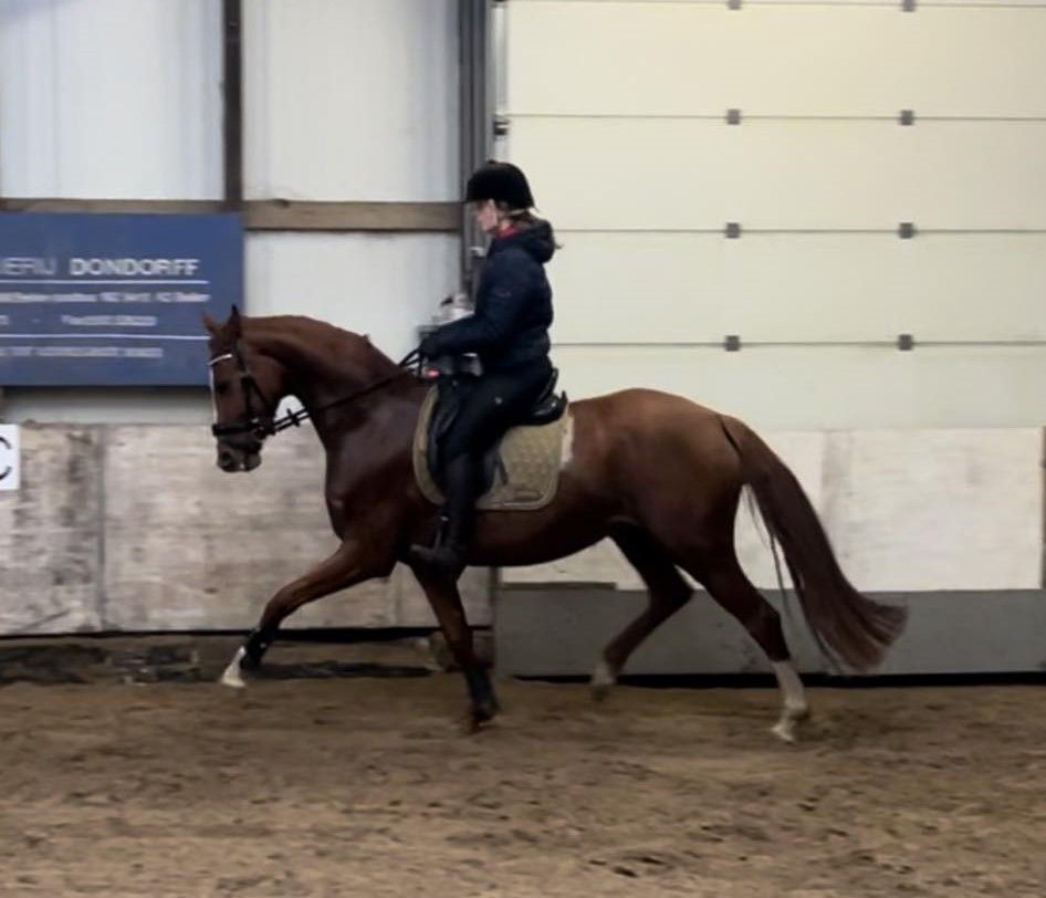 Cavallo di talento che ha ancora bisogno di lavoro