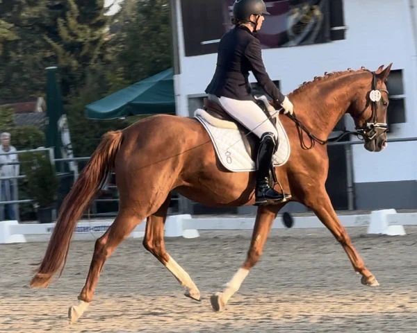 oldenburg dressuurpaard merrie 6 Jahre alt vos zu verkaufen - Foto 2