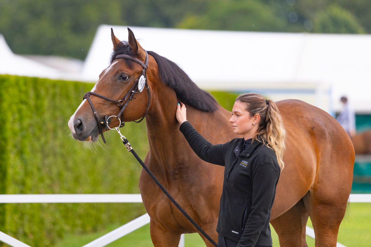kwpn springpaard merrie 6 Jahre alt bruin zu verkaufen - Foto 2