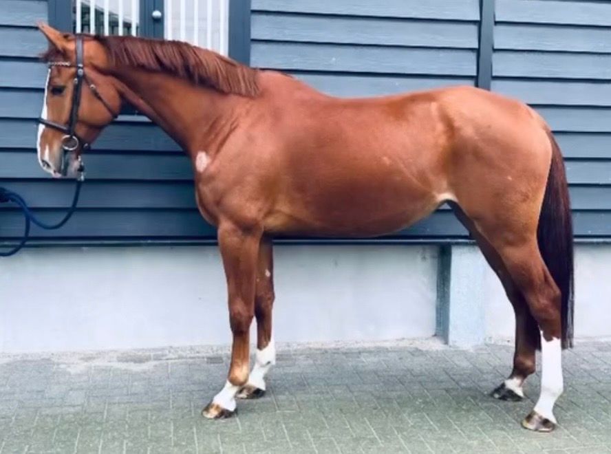 springpaard merrie 6 years old Vos for sale - Main photo