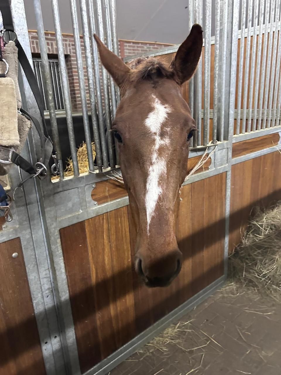 Super Brave 10yo Amateur Mare For Sale