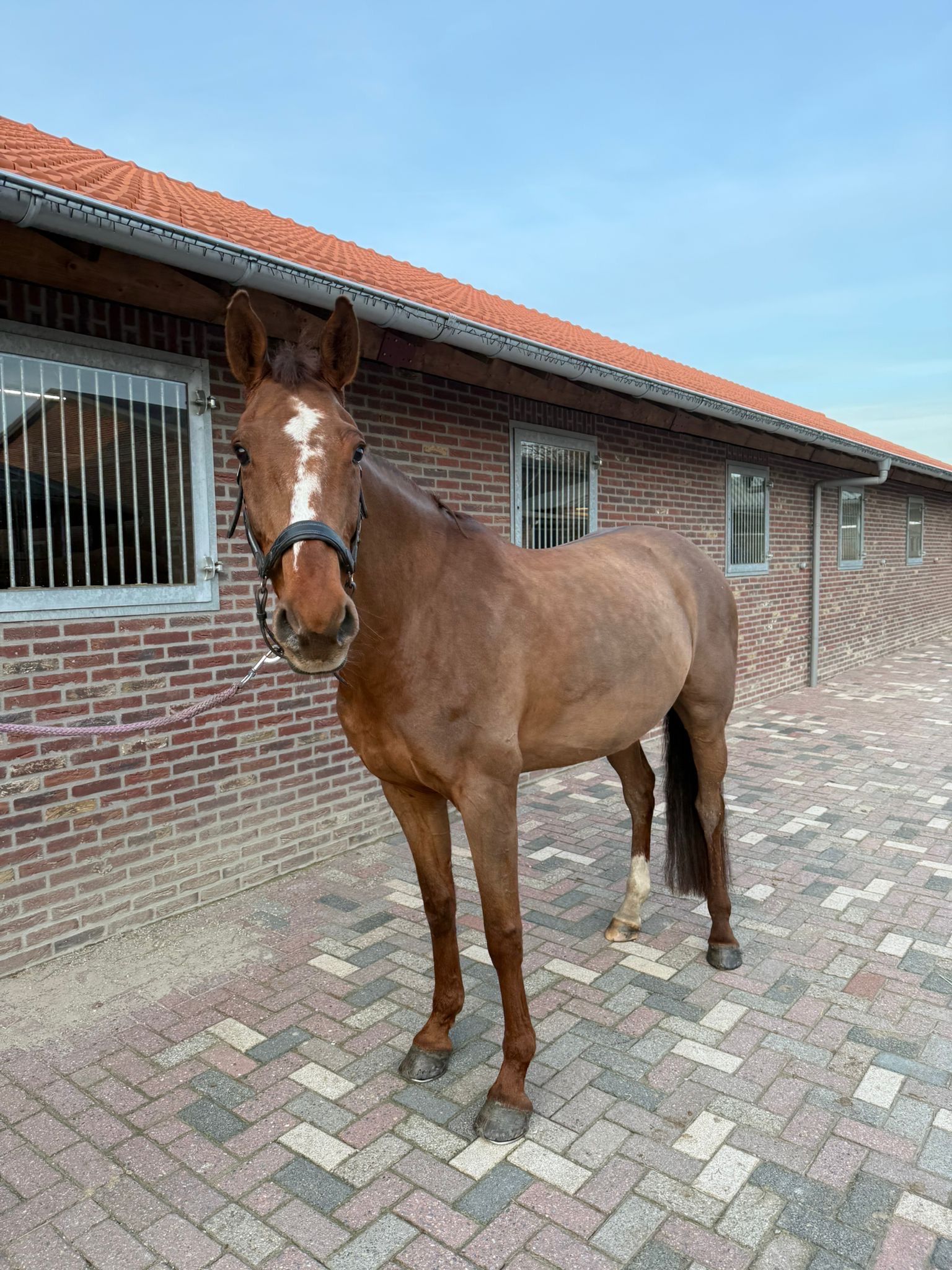 bwp springpaard merrie 10 years old kastanje for sale - Photo 2
