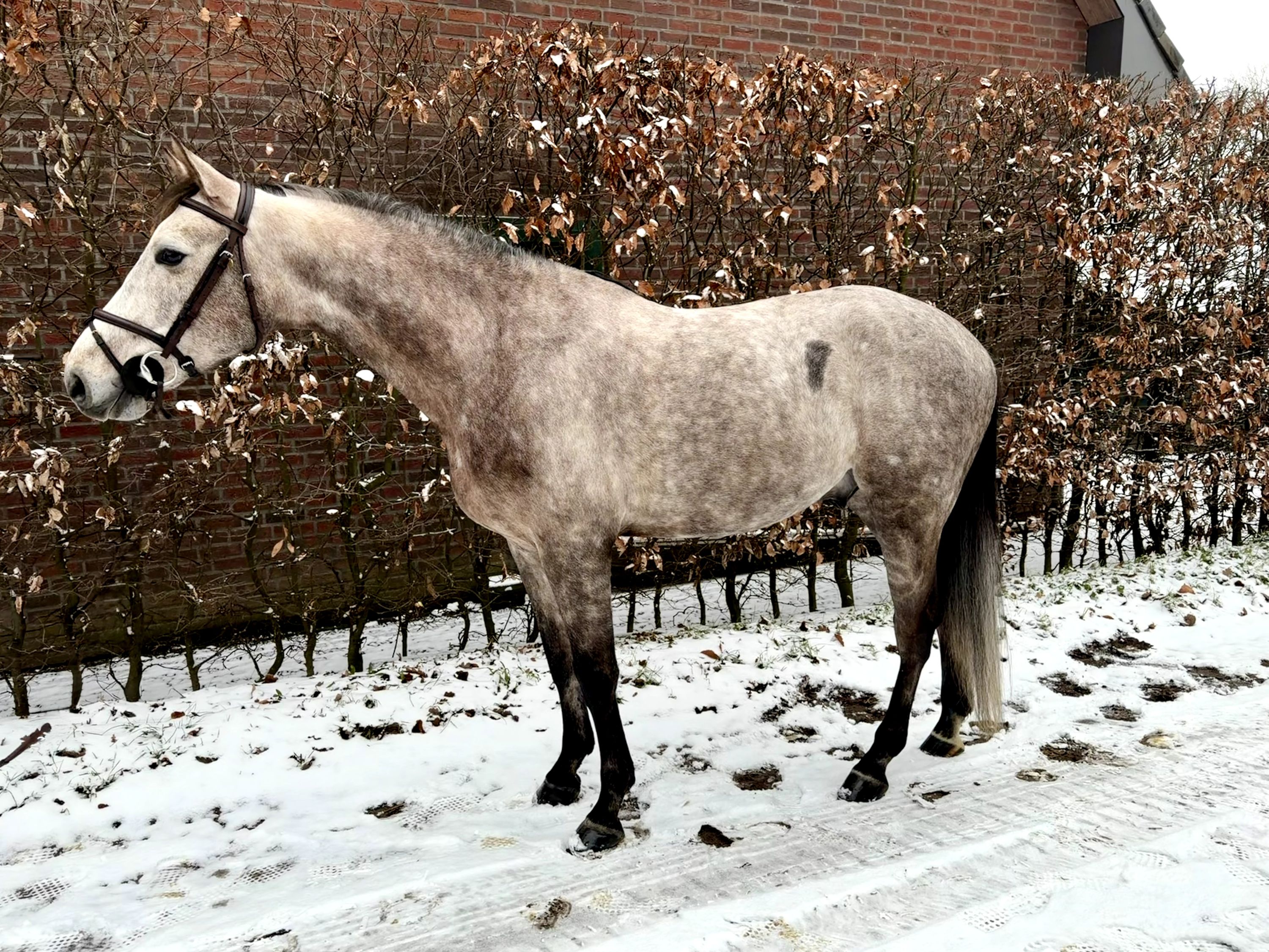 EXTRA BOMB PROOF 6YO GELDING