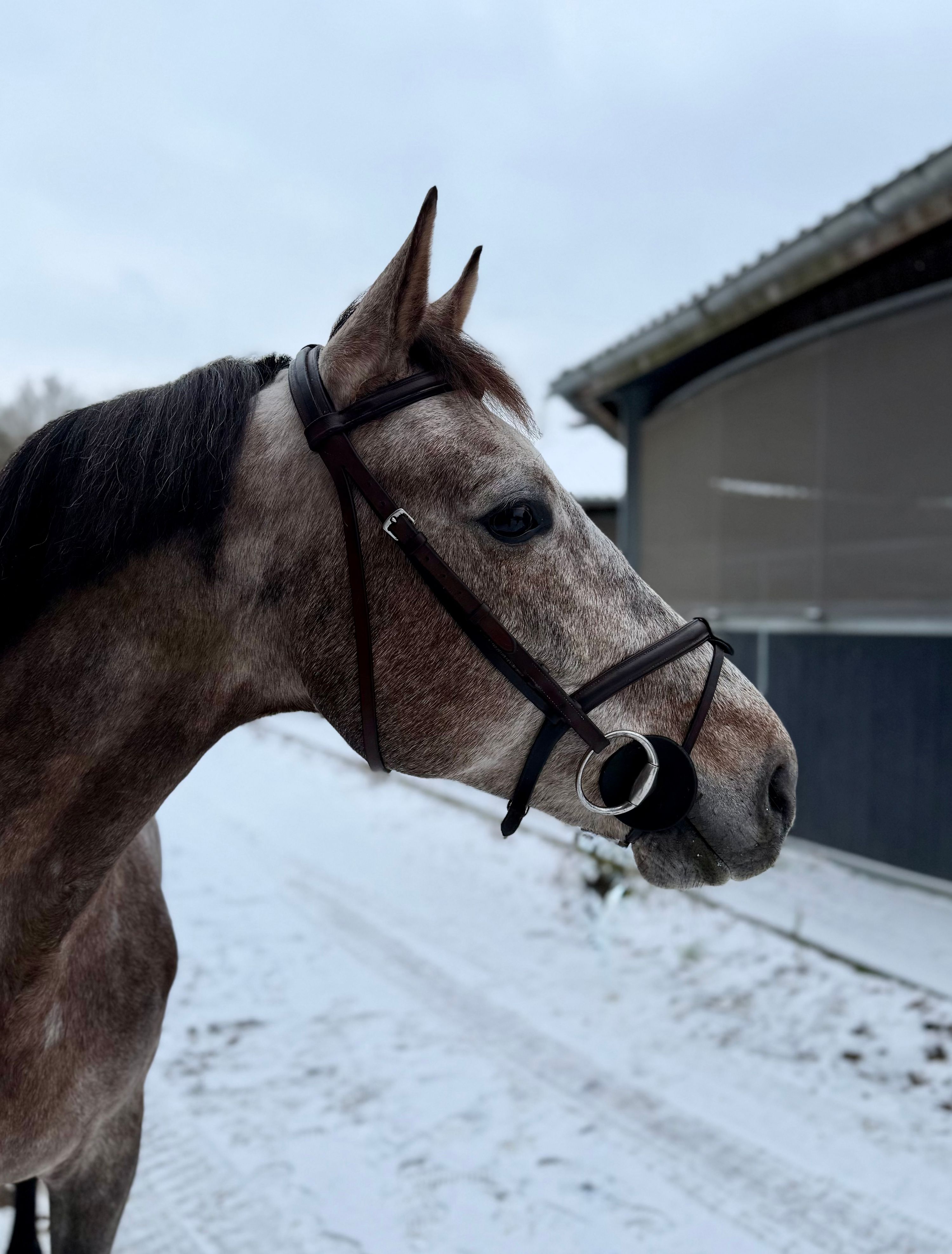 kwpn springpaard ruin 6 years old schimmel for sale - Photo 3