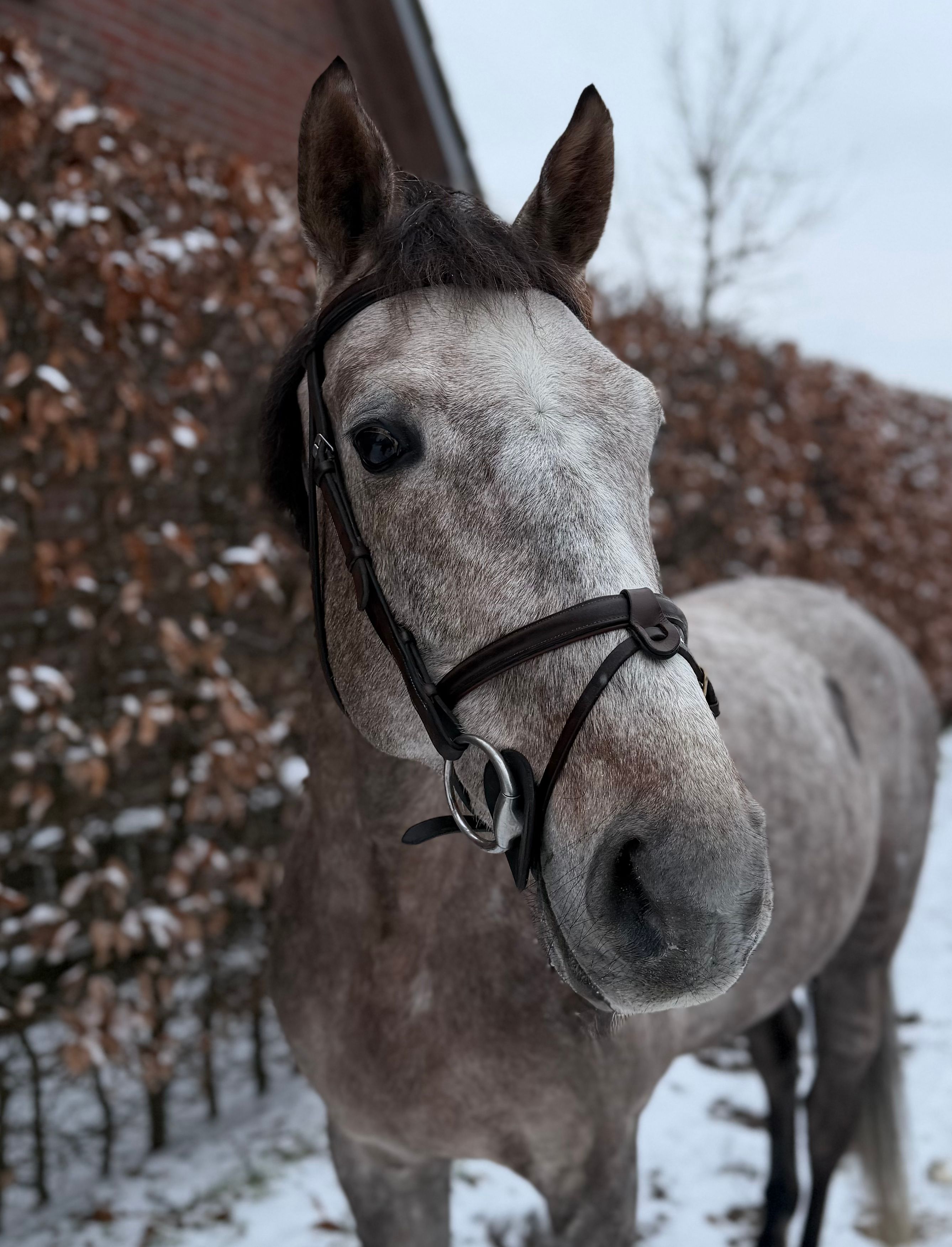 kwpn springpaard ruin 6 years old schimmel for sale - Photo 2