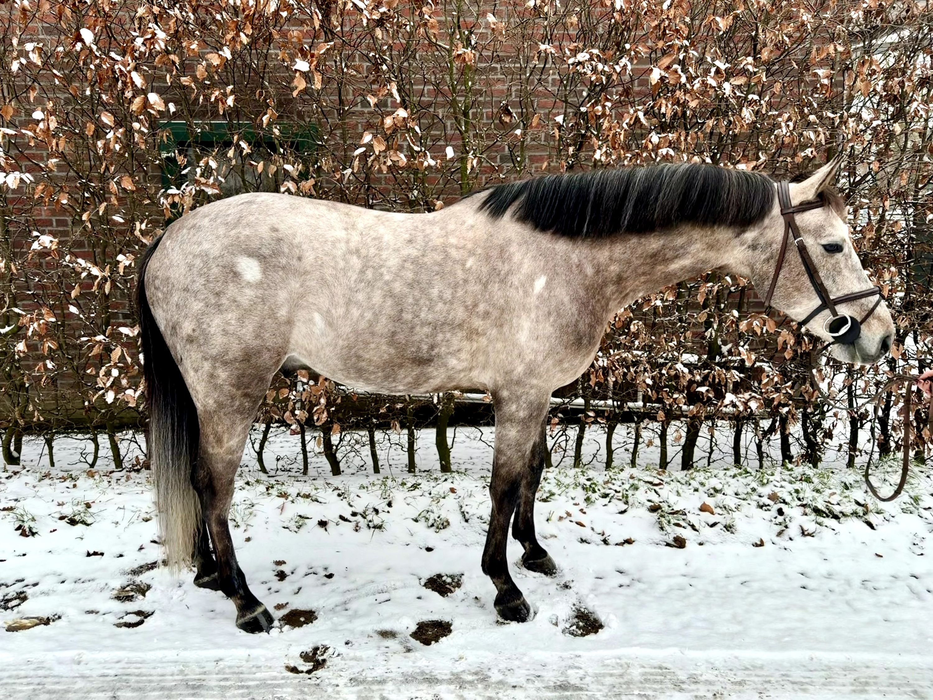 kwpn springpaard ruin 6 years old schimmel for sale - Photo 5
