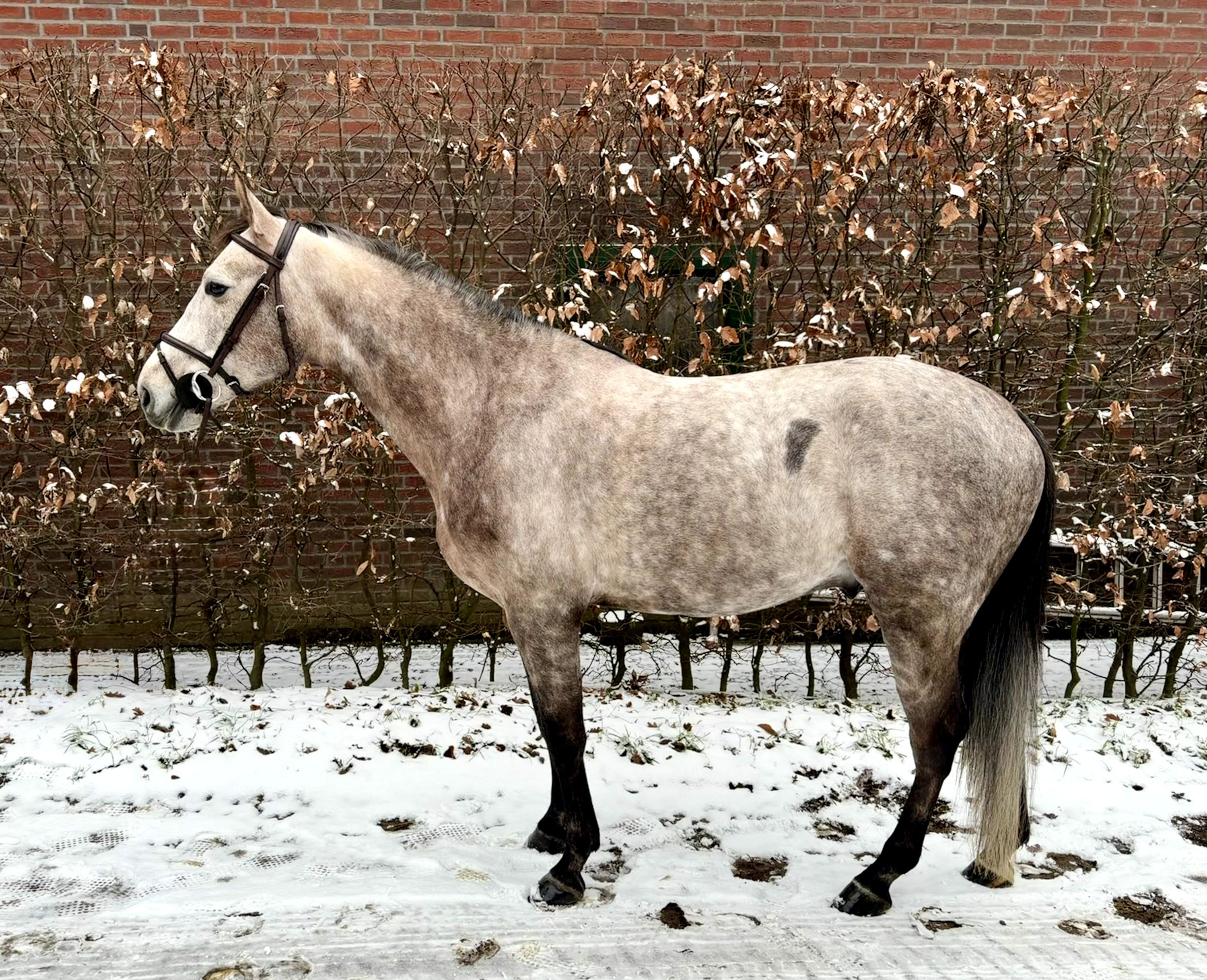 kwpn springpaard ruin 6 years old schimmel for sale - Photo 4
