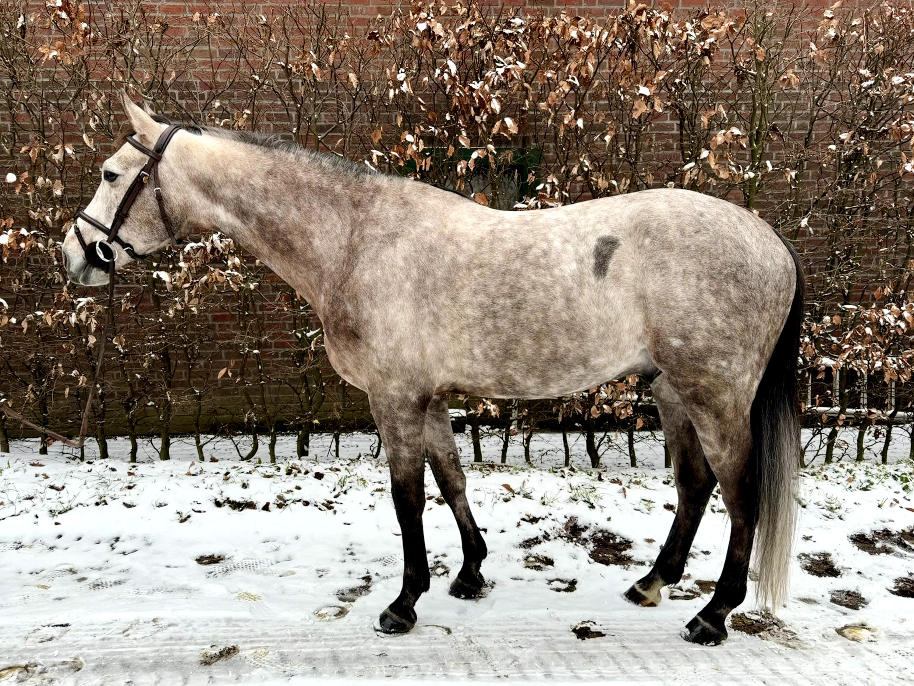 kwpn springpaard ruin 6 years old schimmel for sale - Photo 6