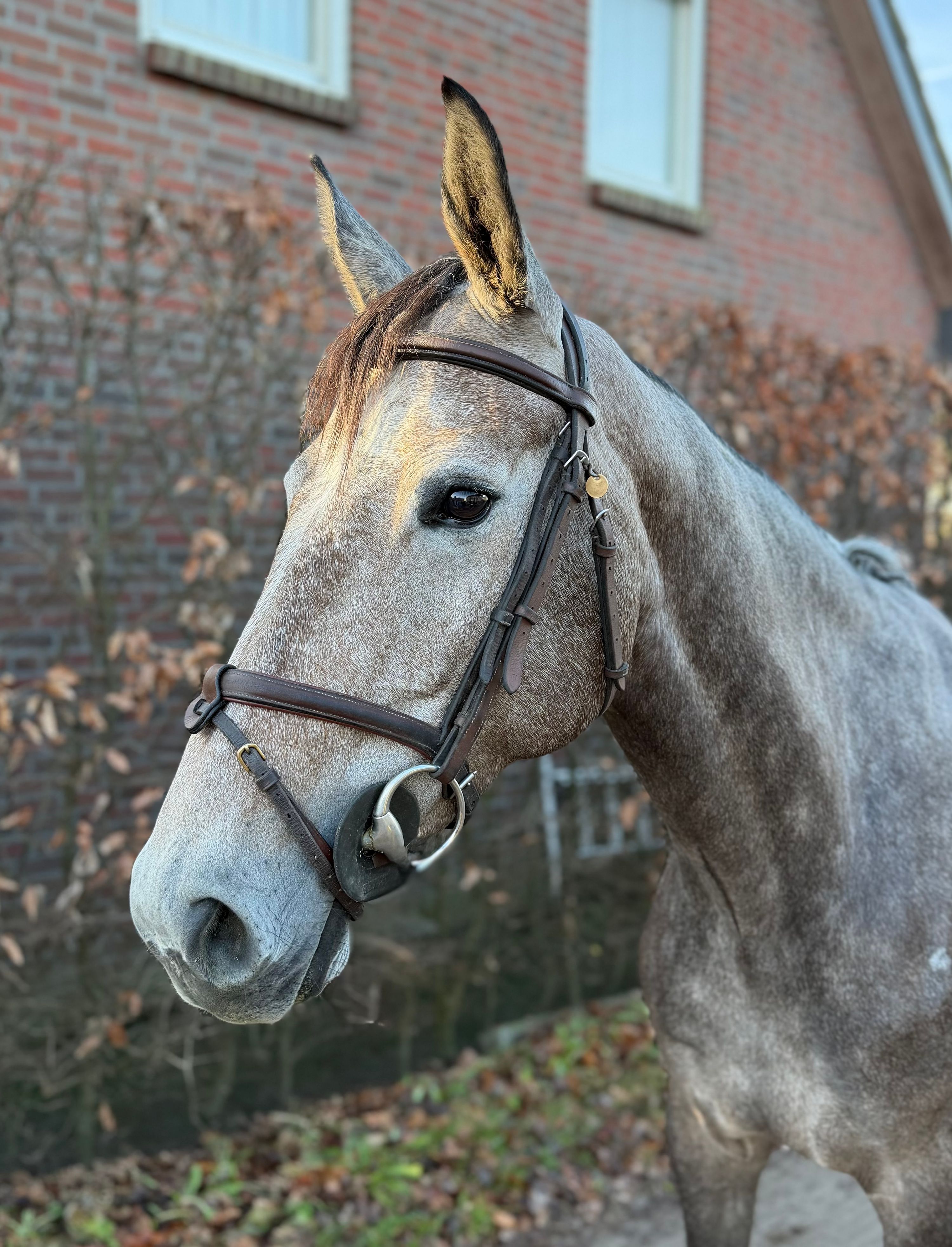 sella-italiano springpaard merrie 7 years old schimmel for sale - Photo 2
