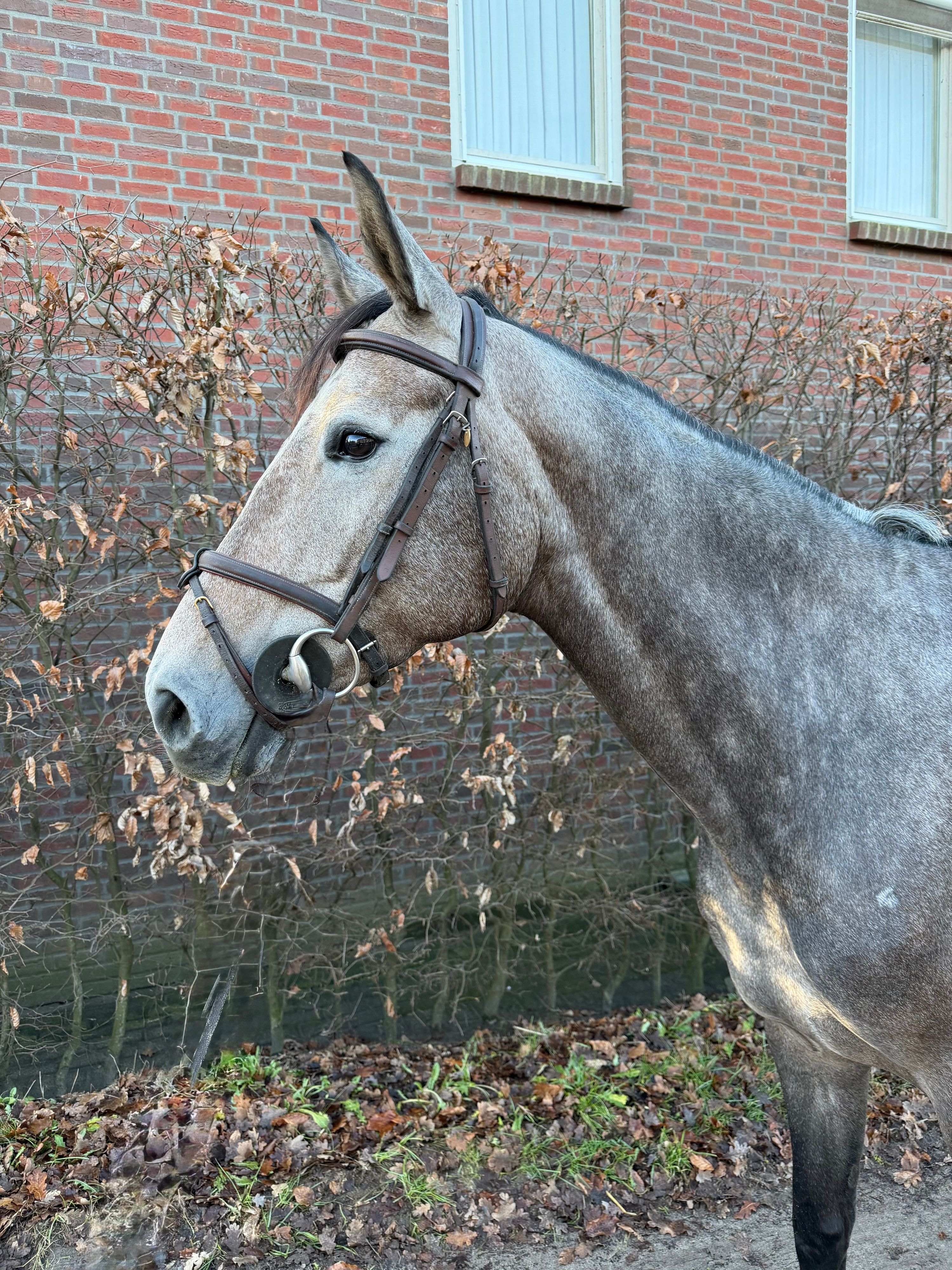 sella-italiano springpaard merrie 7 years old schimmel for sale - Photo 3