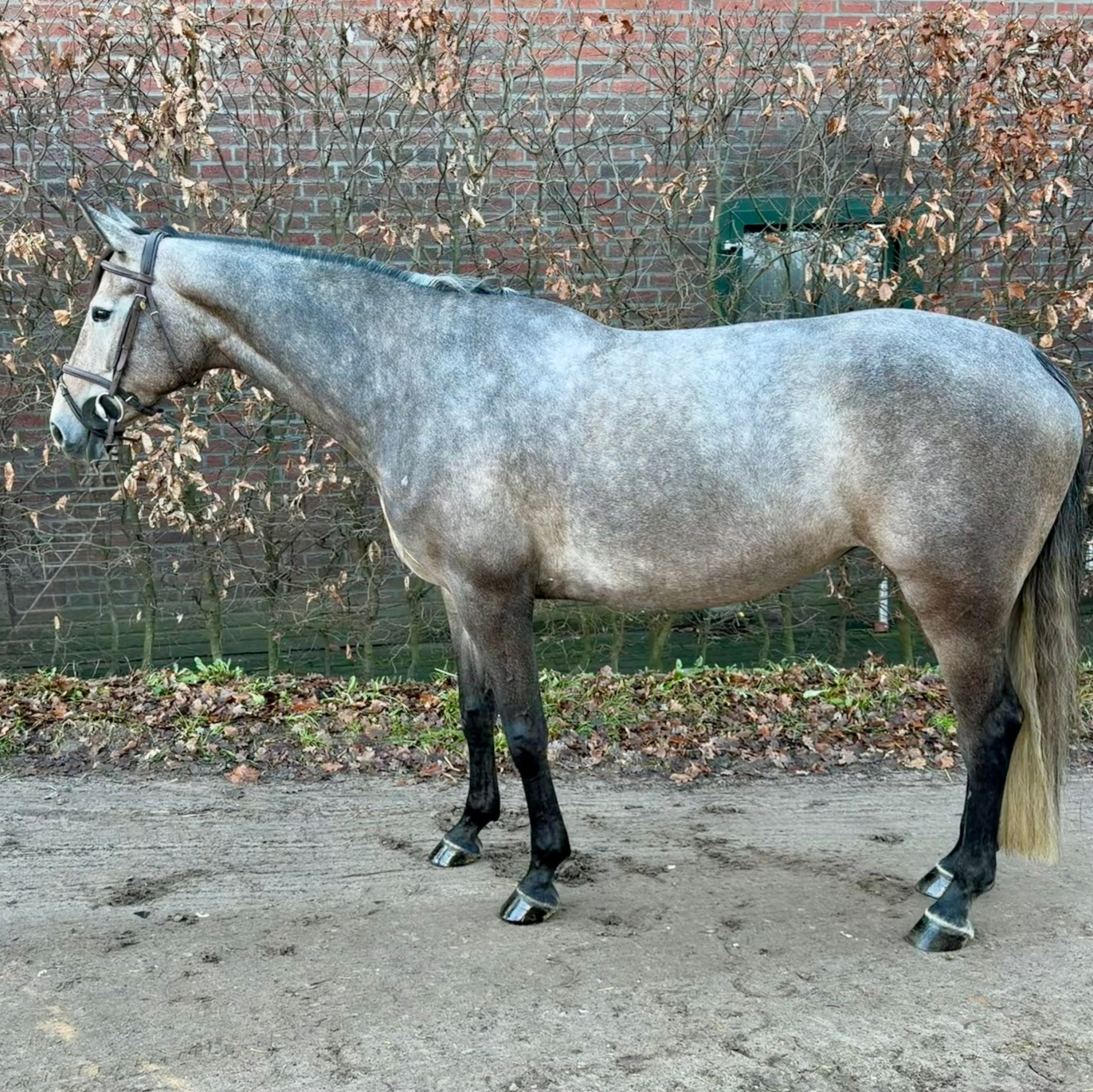 sella-italiano springpaard merrie 7 years old schimmel for sale - Photo 4