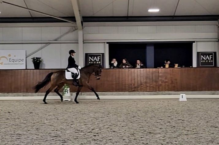 4 jarige merrie STER IBOP