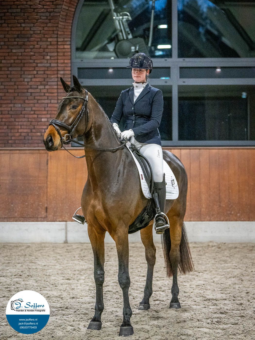 kwpn dressuurpaard merrie 4 years old bruin for sale - Photo 3