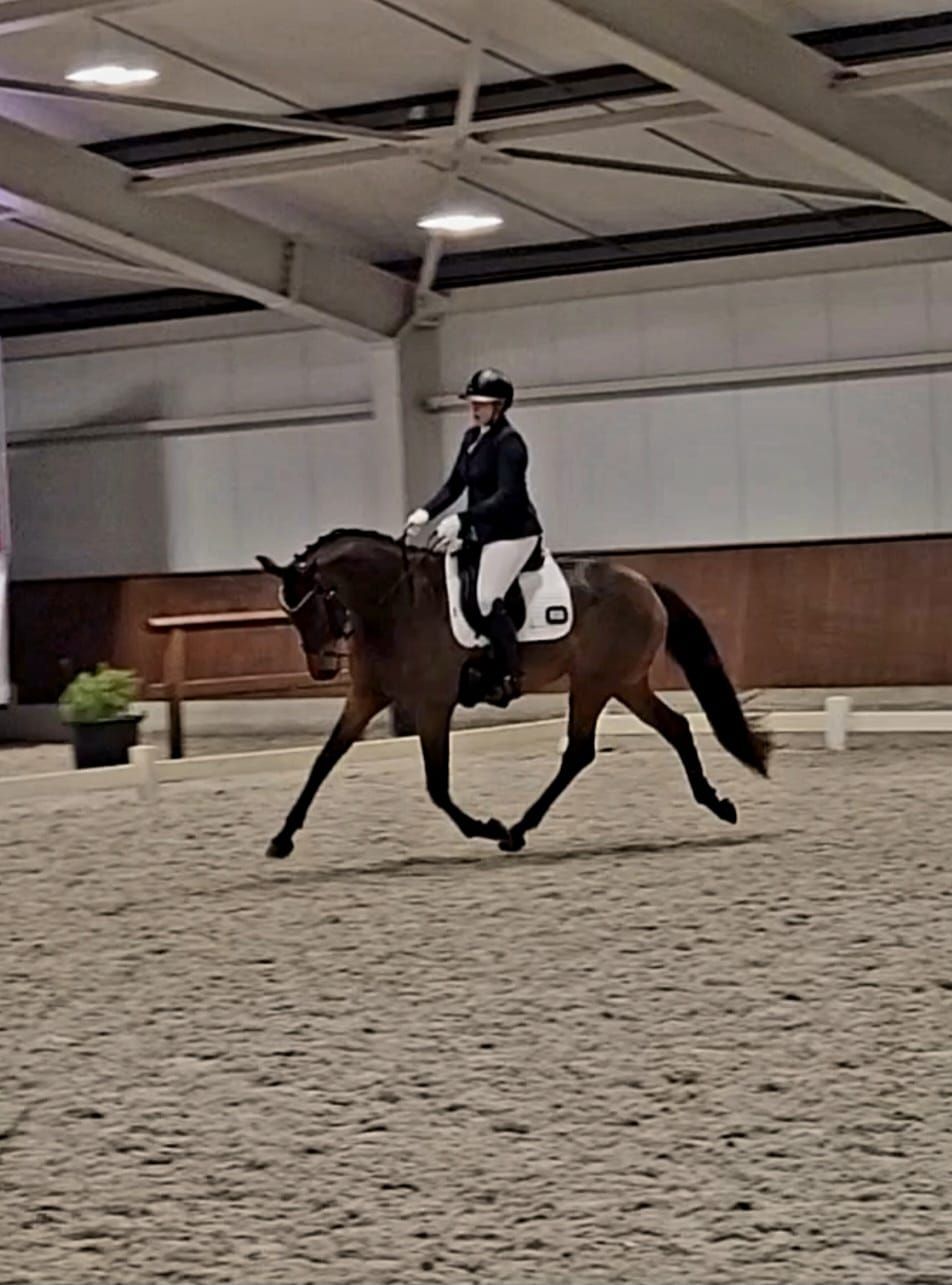 kwpn dressuurpaard merrie 4 years old bruin for sale - Photo 2