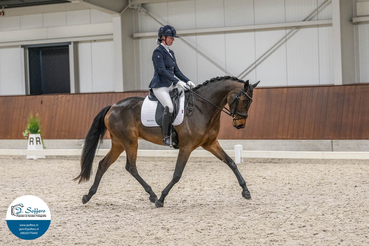 kwpn dressuurpaard merrie 4 years old bruin for sale - Photo 6