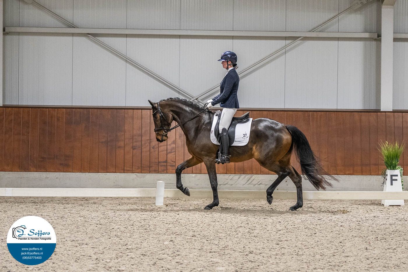 kwpn dressuurpaard merrie 4 years old bruin for sale - Photo 5