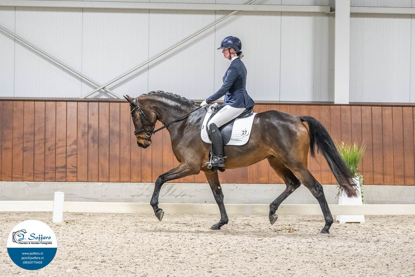kwpn dressuurpaard merrie 4 years old bruin for sale - Photo 4