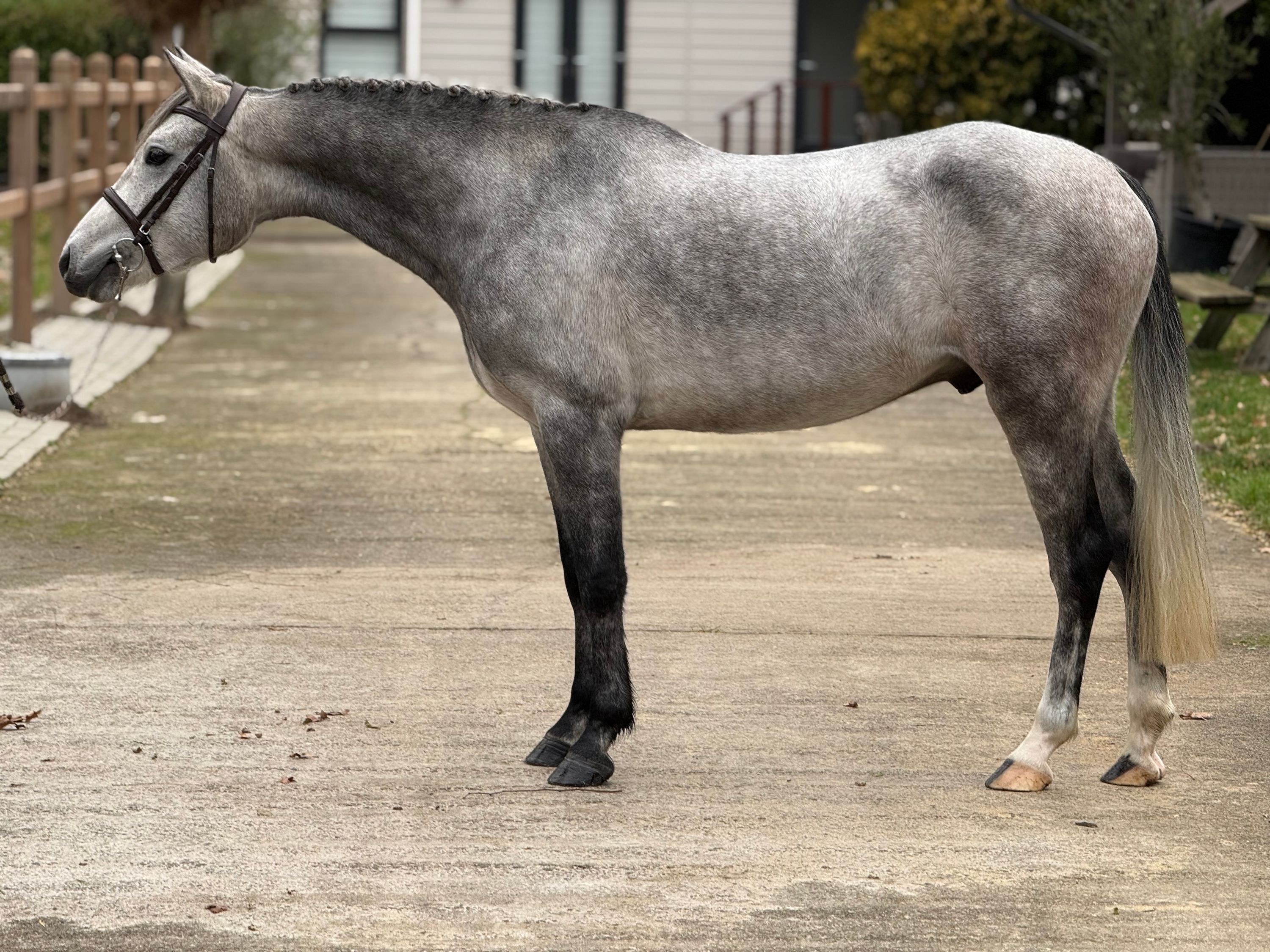 nrps springpony ruin schimmel for sale - Main photo