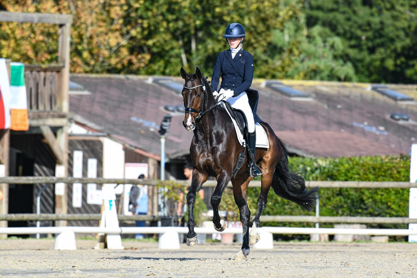 kwpn dressuurpaard ruin 11 years old donkerbruin for sale - Main photo