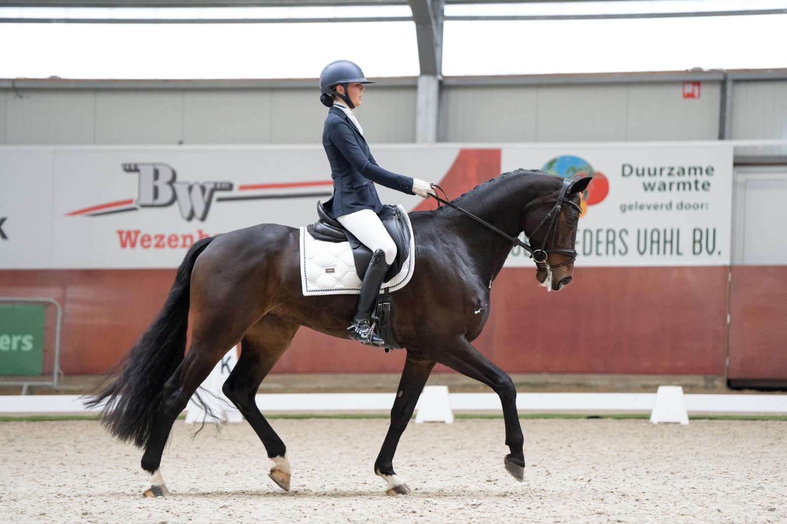 kwpn dressuurpaard ruin 11 years old donkerbruin for sale - Photo 3