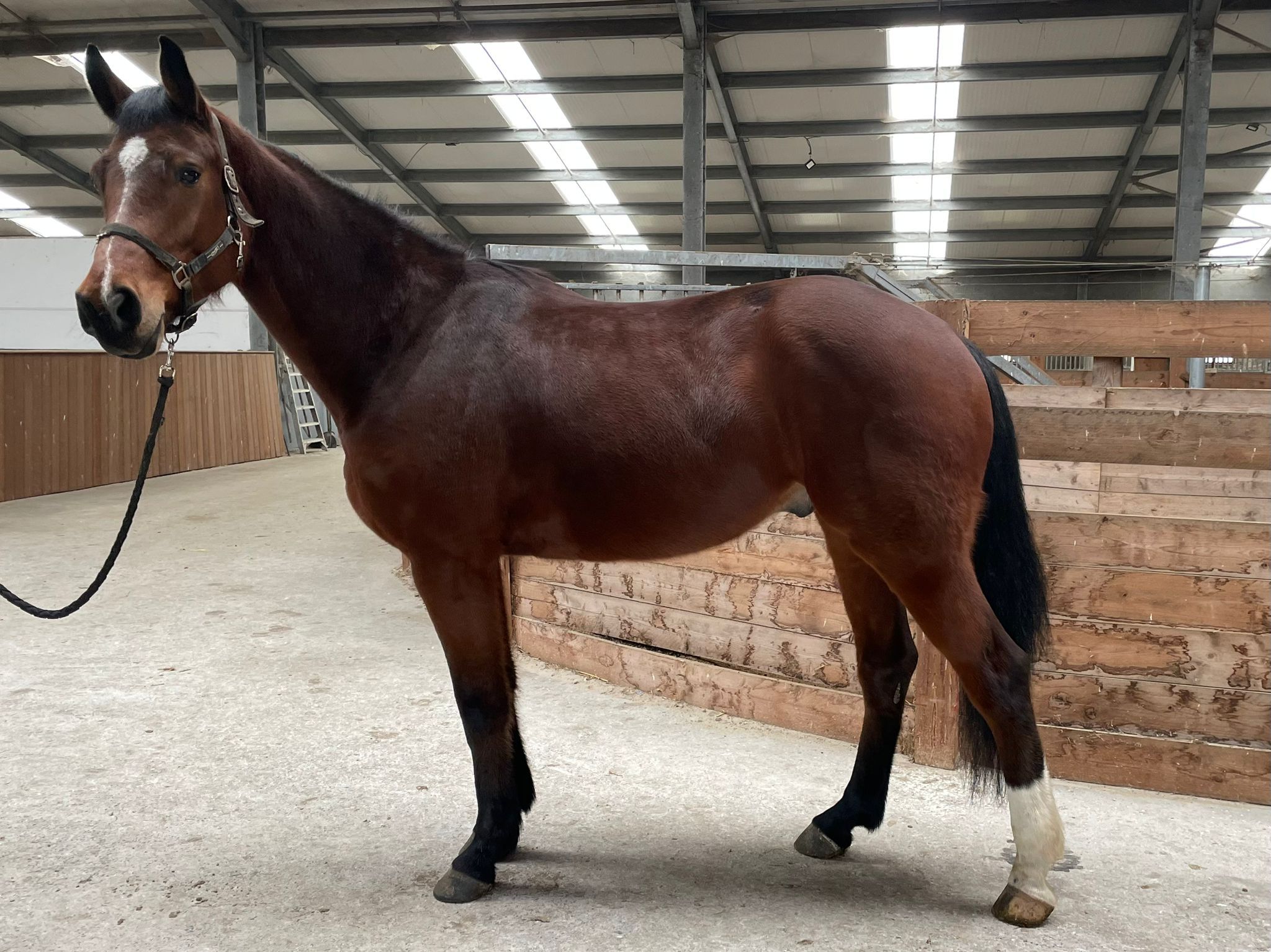 Allround horse
