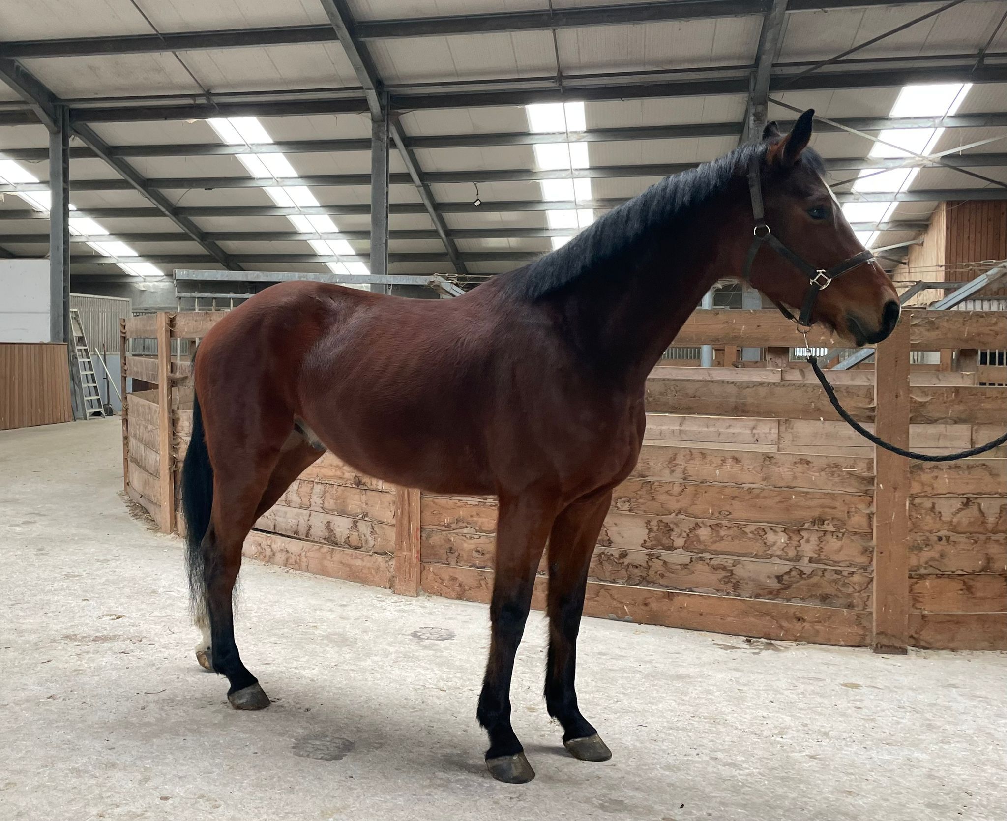 bwp allrounder ruin 5 years old donkerbruin for sale - Photo 2