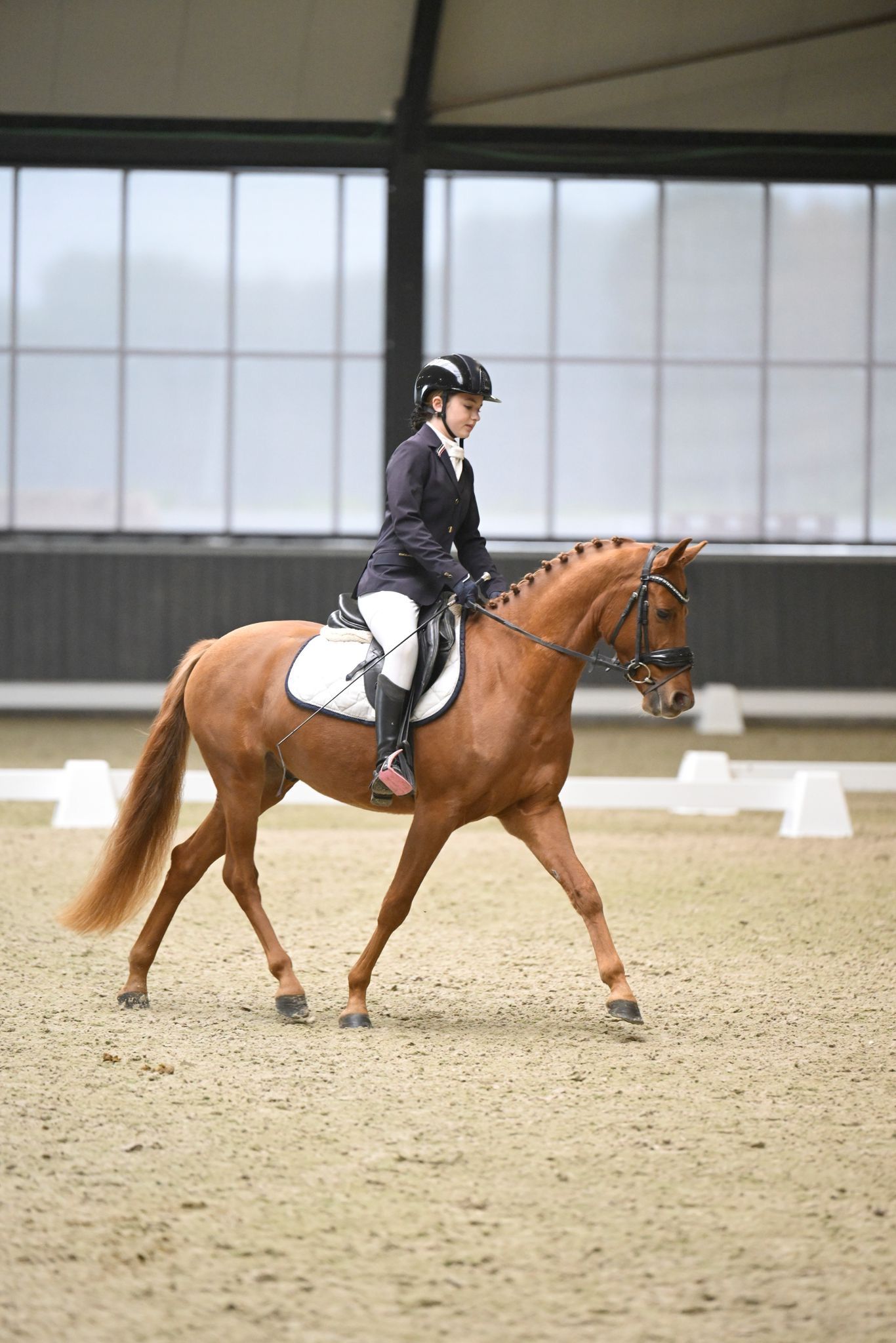 nrps dressuurpony ruin 4 years old vos for sale - Photo 5