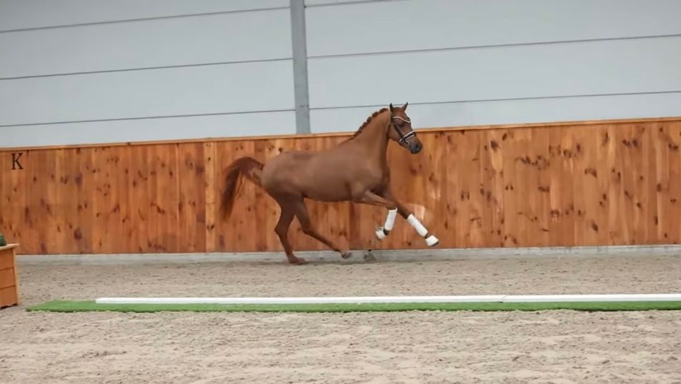 nrps dressuurpony ruin 4 years old vos for sale - Photo 4