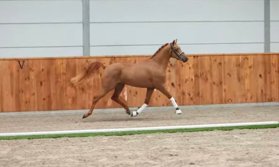 nrps dressuurpony ruin 4 years old vos for sale - Photo 2