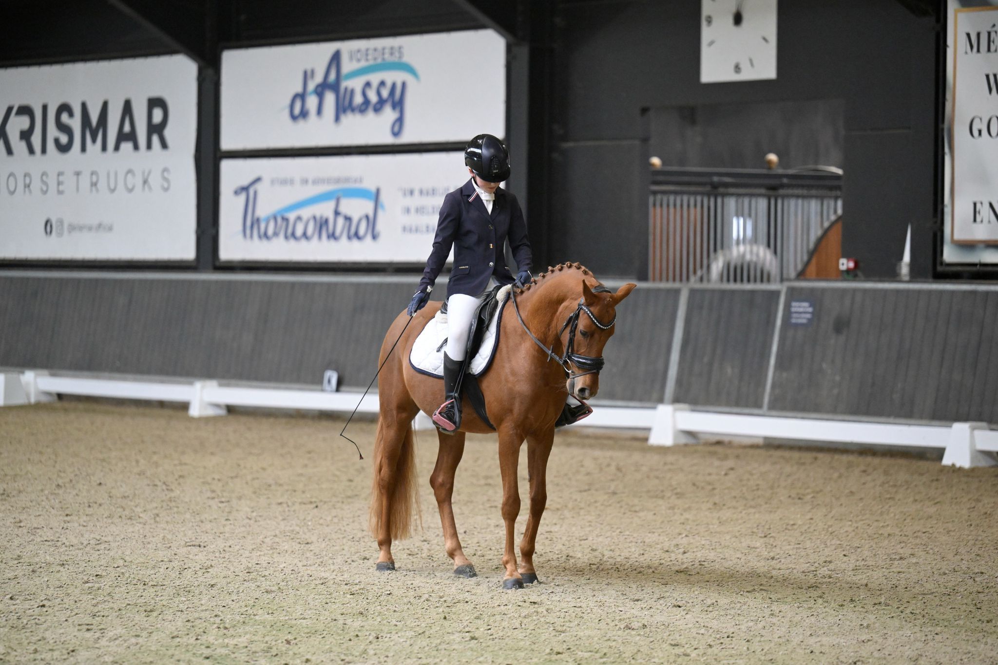 nrps dressuurpony ruin 4 years old vos for sale - Photo 3
