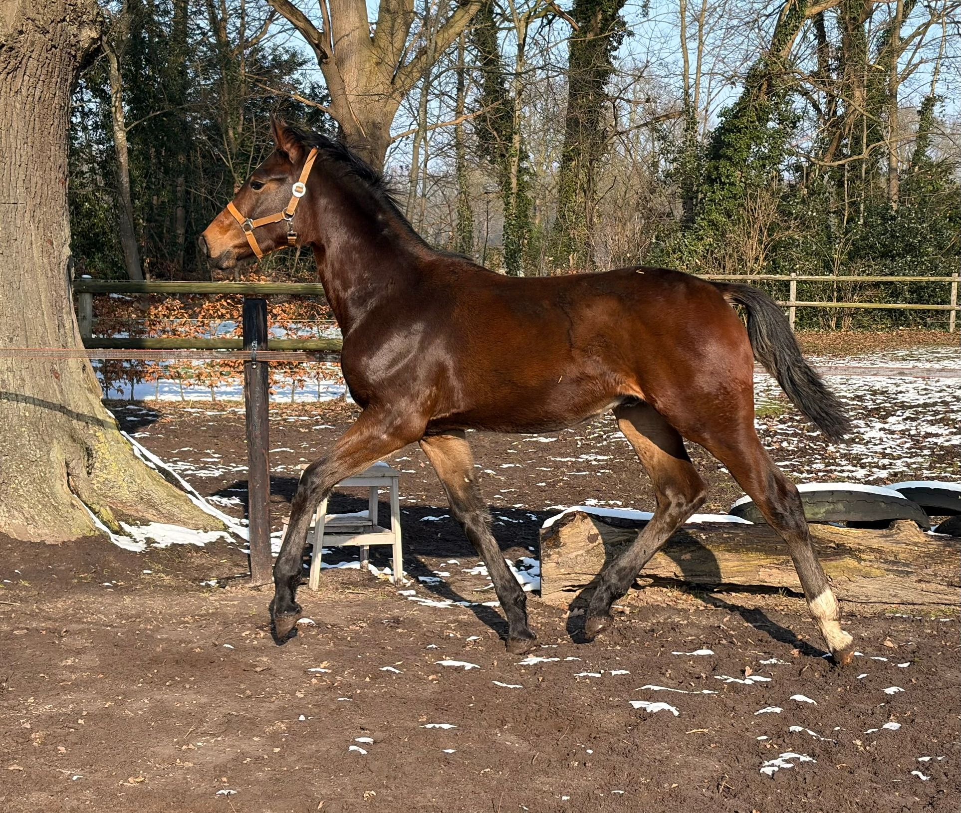 Yearling gelding