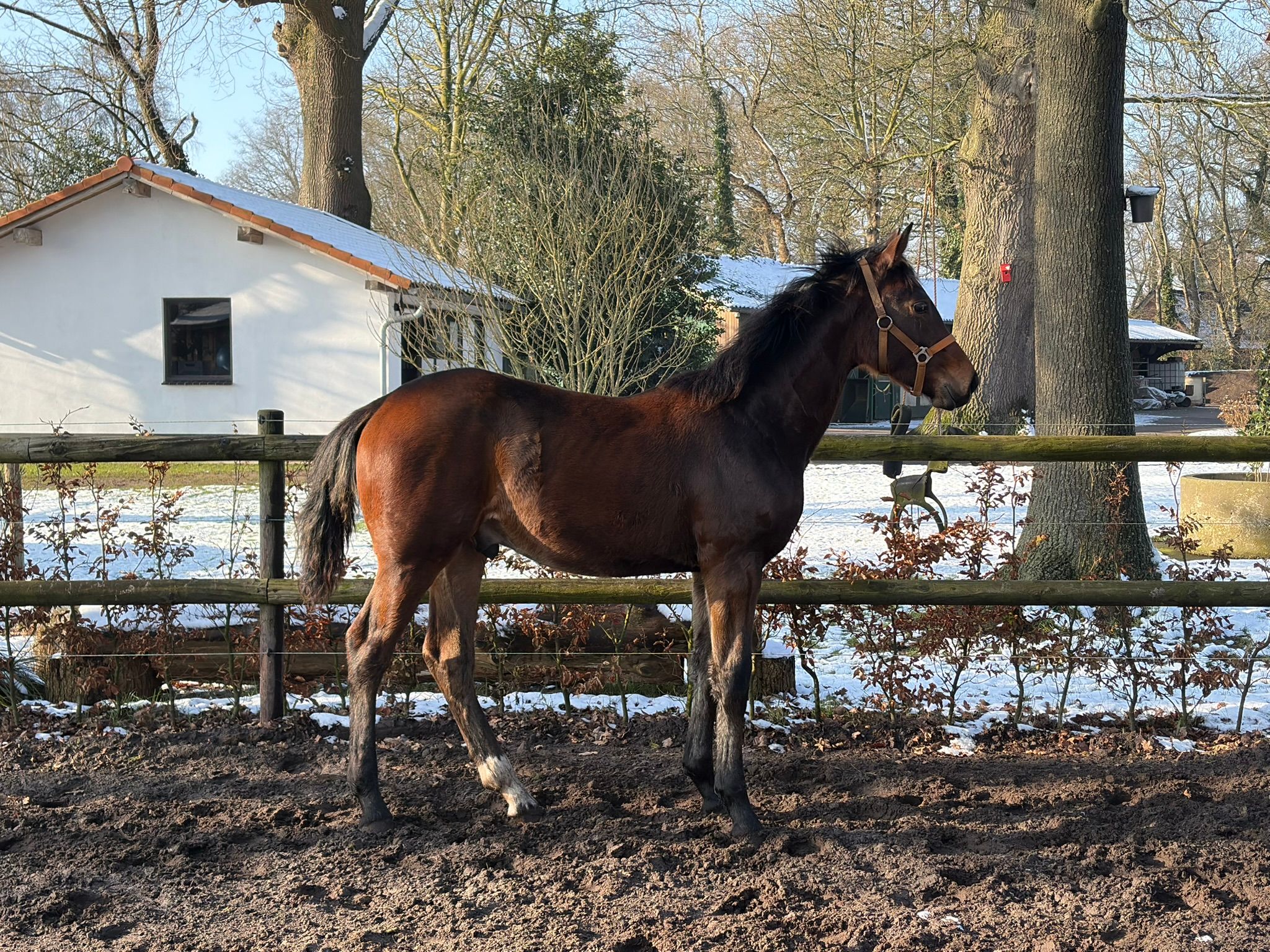 westfalen dressuurpaard ruin 1 years old bruin for sale - Photo 2