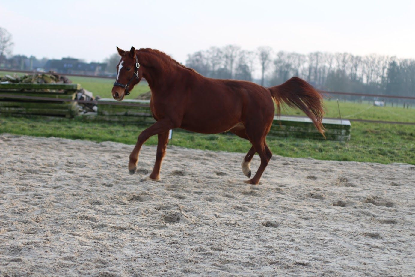 nrps dressuurpaard merrie 4 years old vos for sale - Photo 3