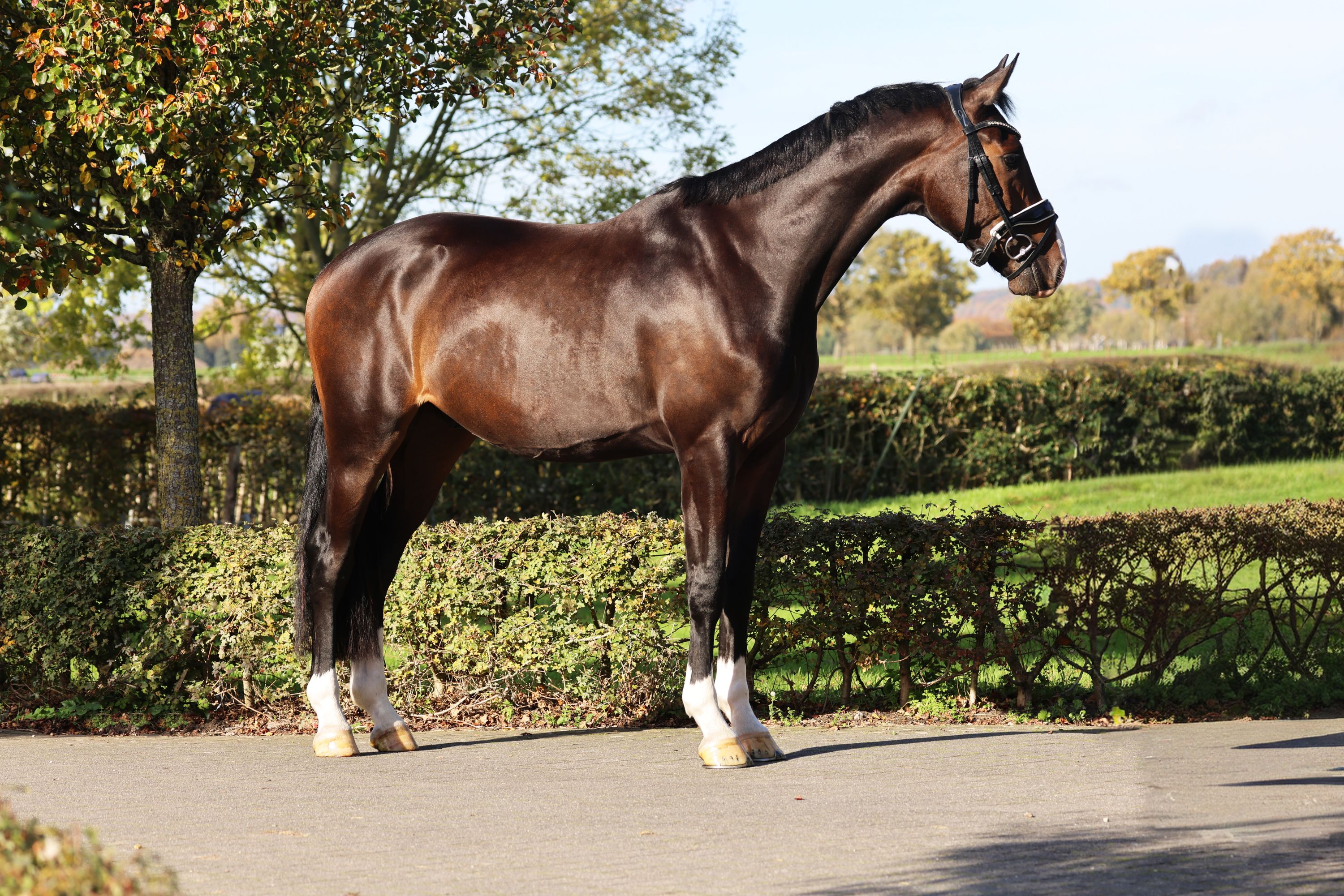 kwpn dressuurpaard ruin 4 歳 donkerbruin 売り出し中 - 写真 2