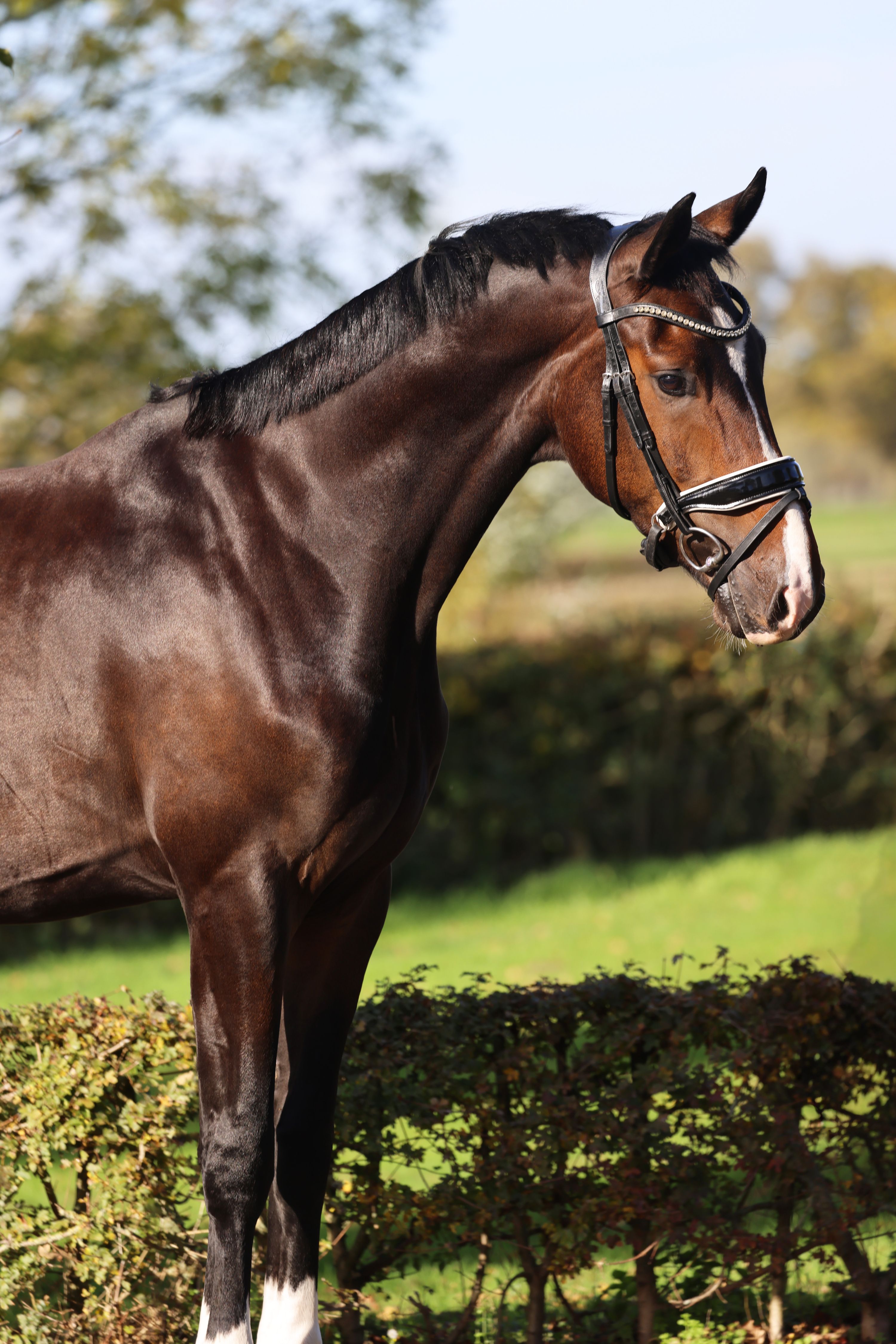 kwpn dressuurpaard ruin 4 歳 donkerbruin 売り出し中 - 写真 3