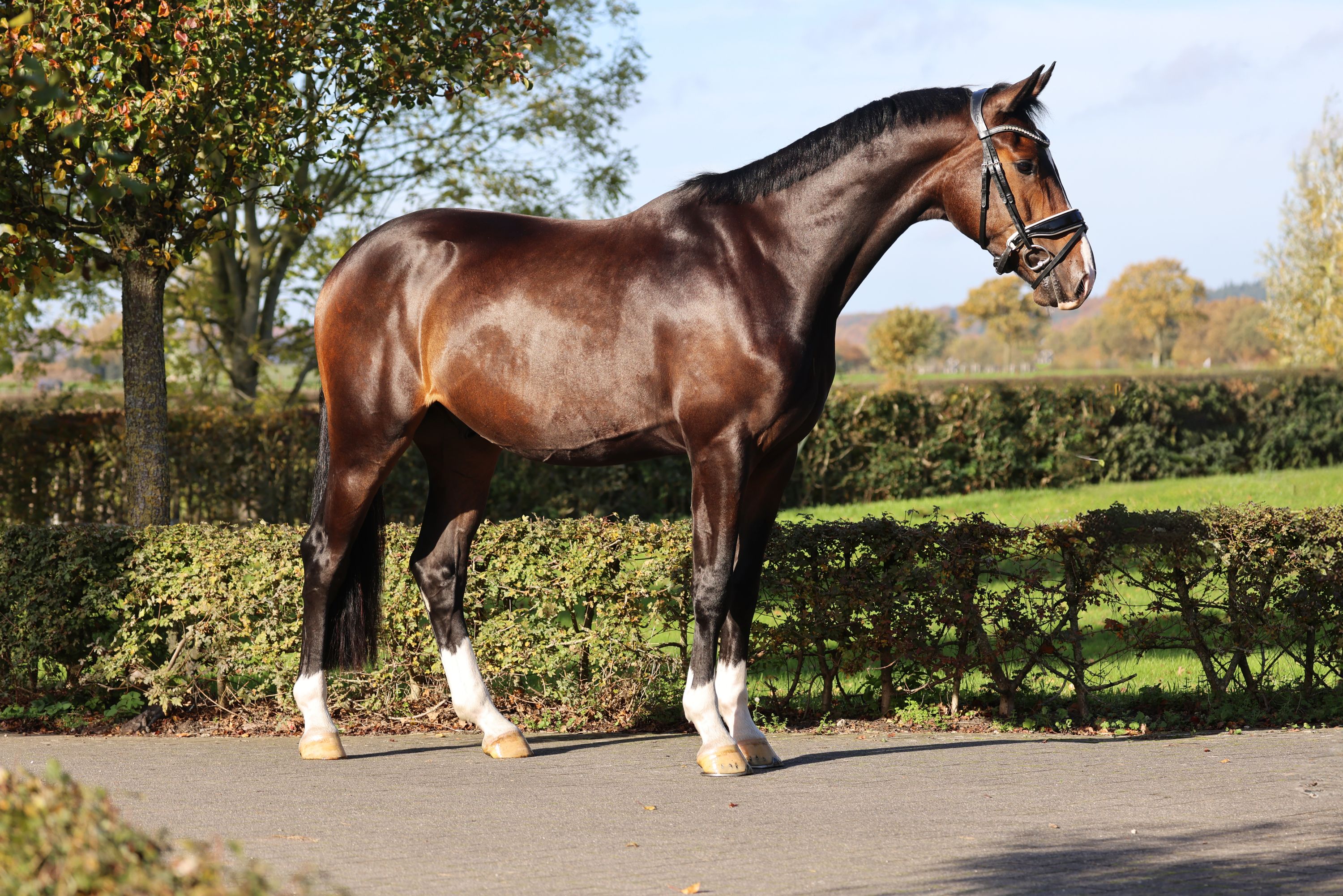kwpn dressuurpaard ruin 4 歳 donkerbruin 売り出し中 - 写真 4