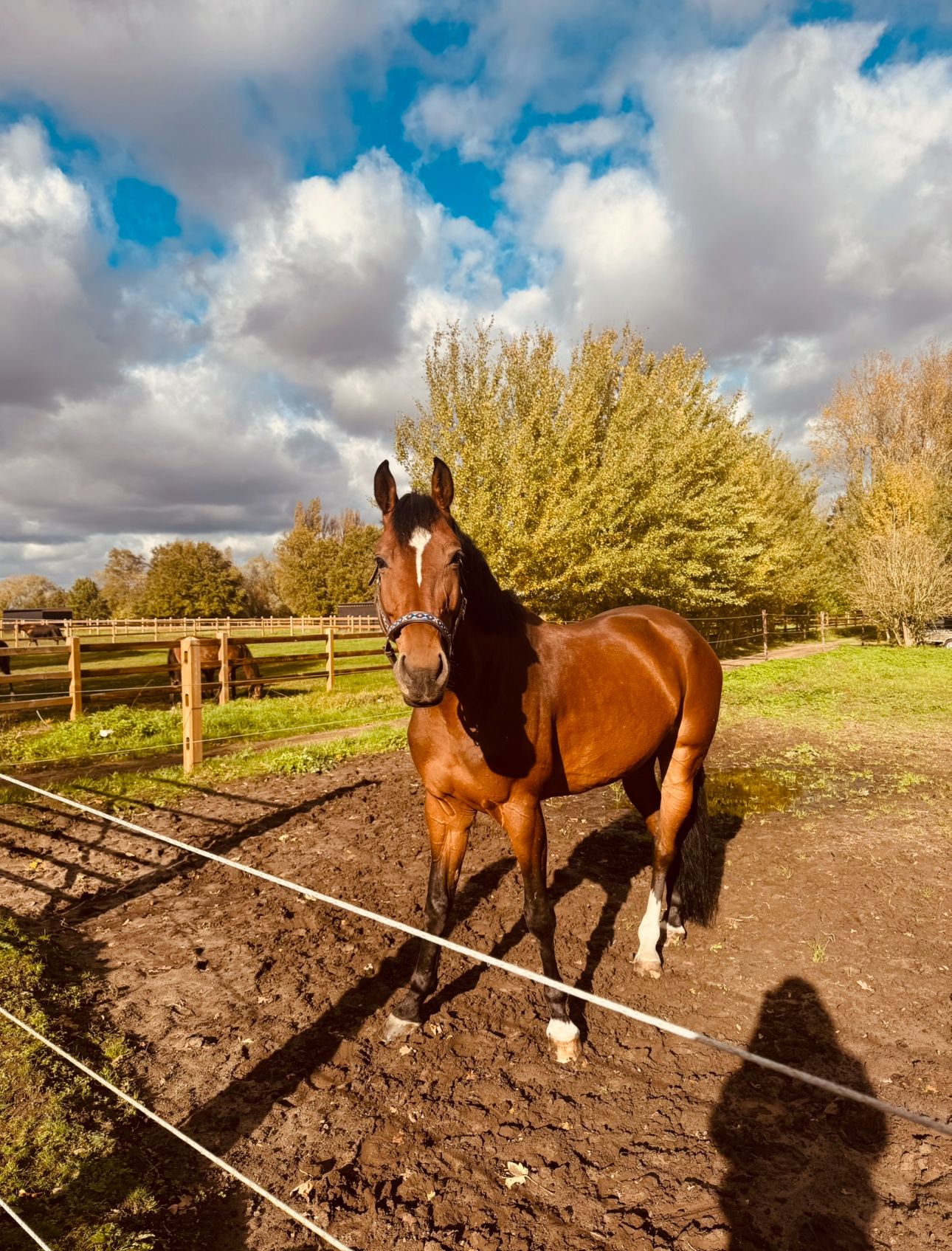 paard merrie 9 years old bruin for sale - Photo 3