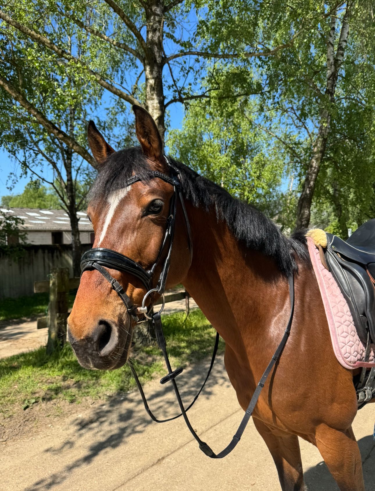 paard merrie 9 years old bruin for sale - Photo 5