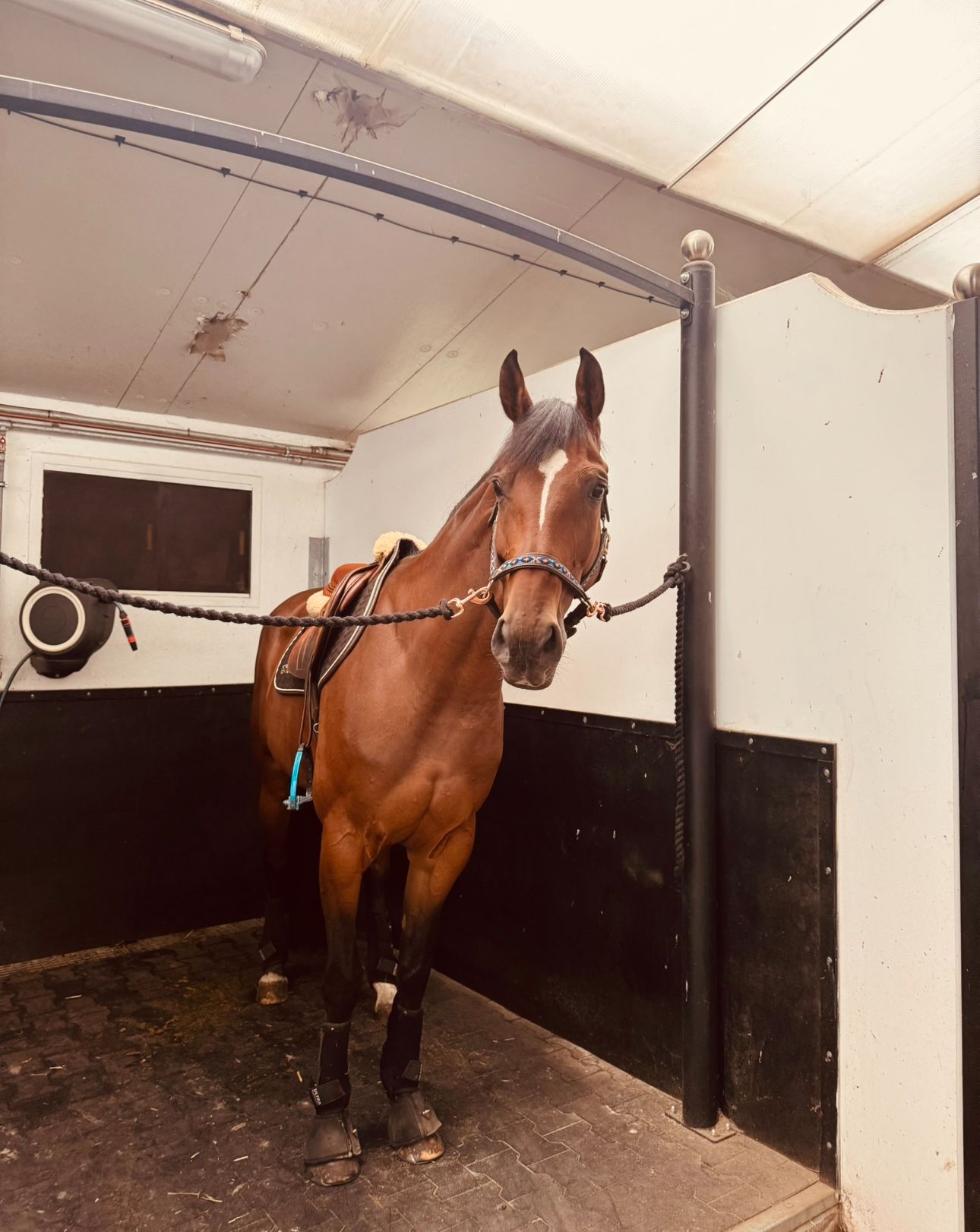 paard merrie 9 years old bruin for sale - Photo 4