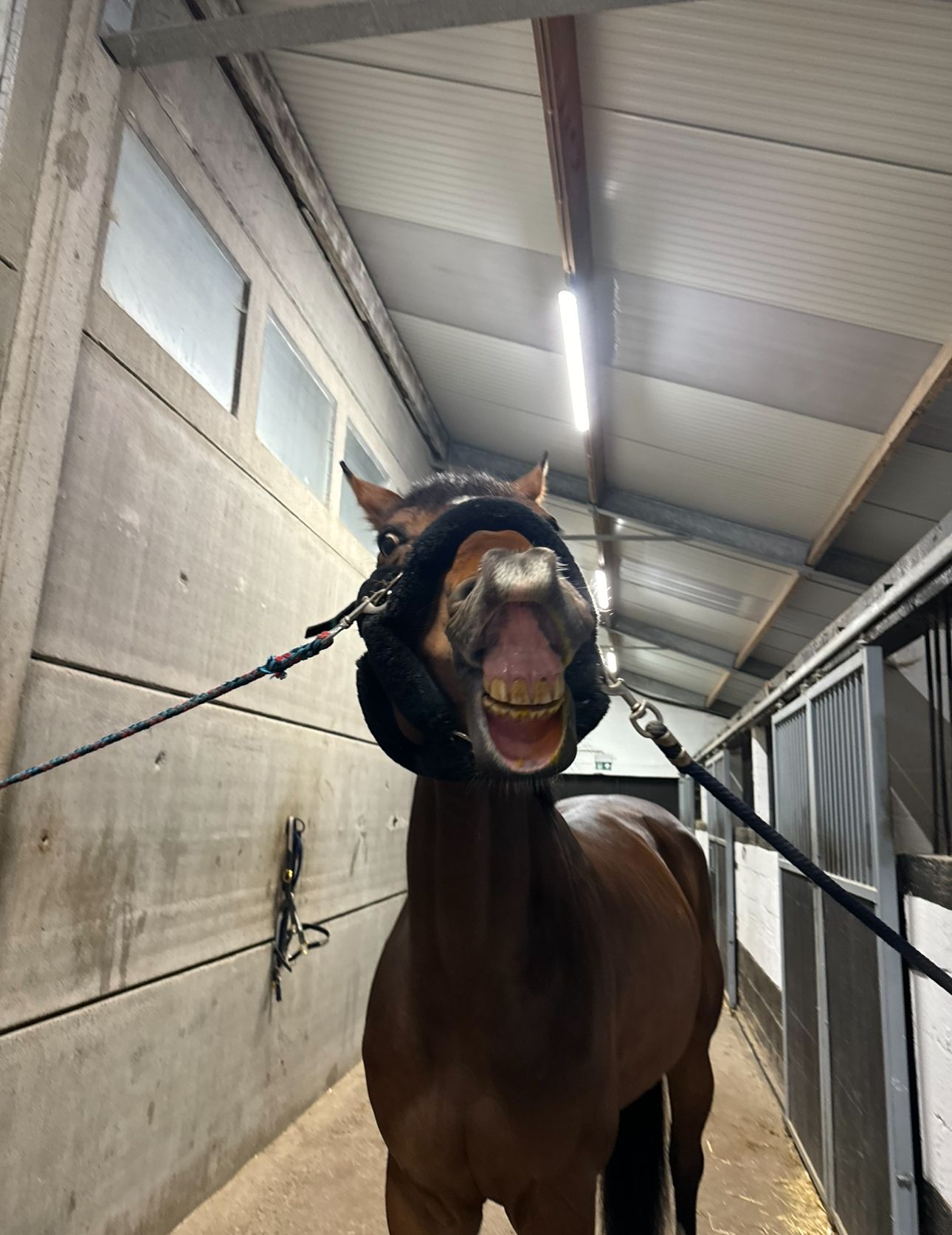 paard merrie 9 years old bruin for sale - Photo 6