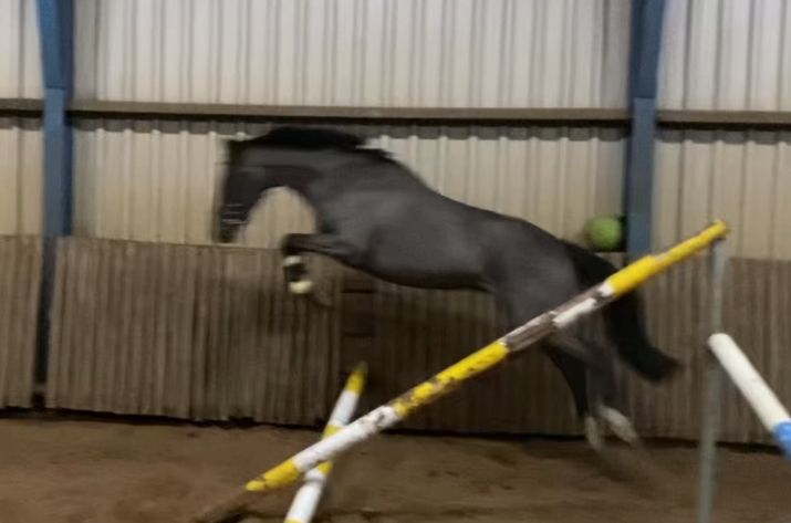 nrps allround-pony Ruin 3 years old donkerbruin for sale - Photo 3