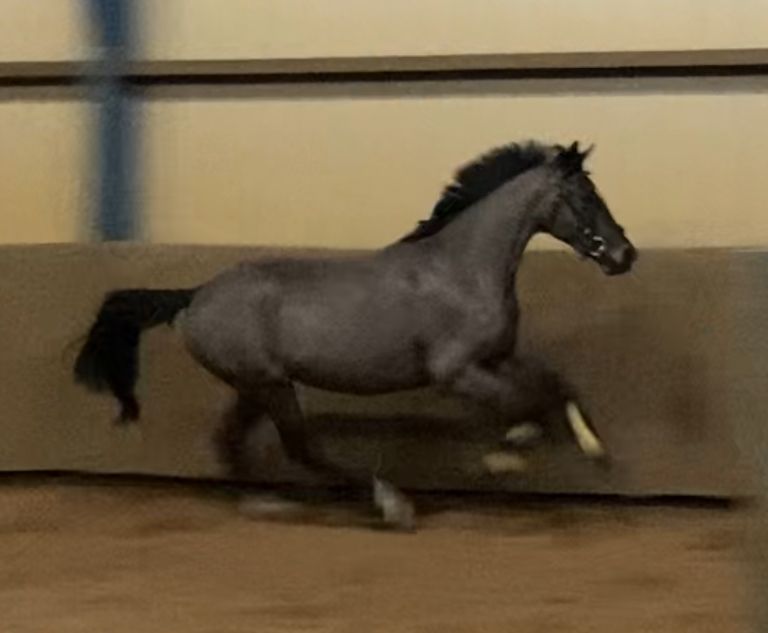 nrps allround-pony Ruin 3 years old donkerbruin for sale - Photo 2