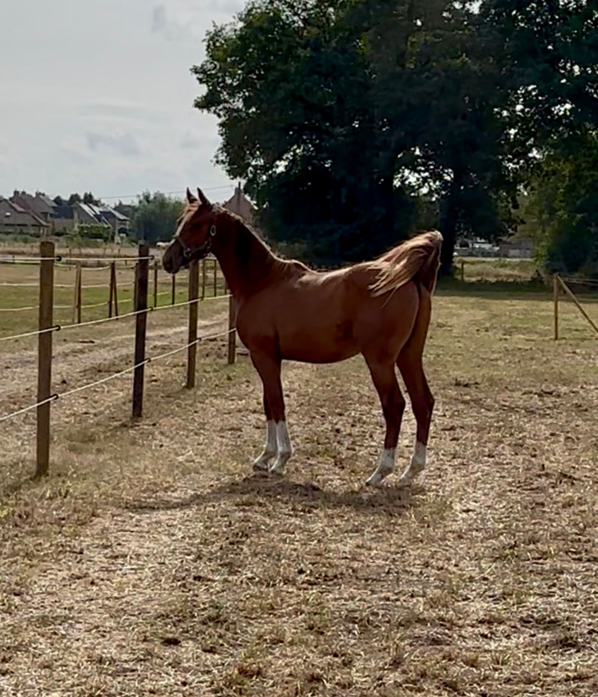 bwp springpaard hengst 2 years old vos for sale - Photo 2