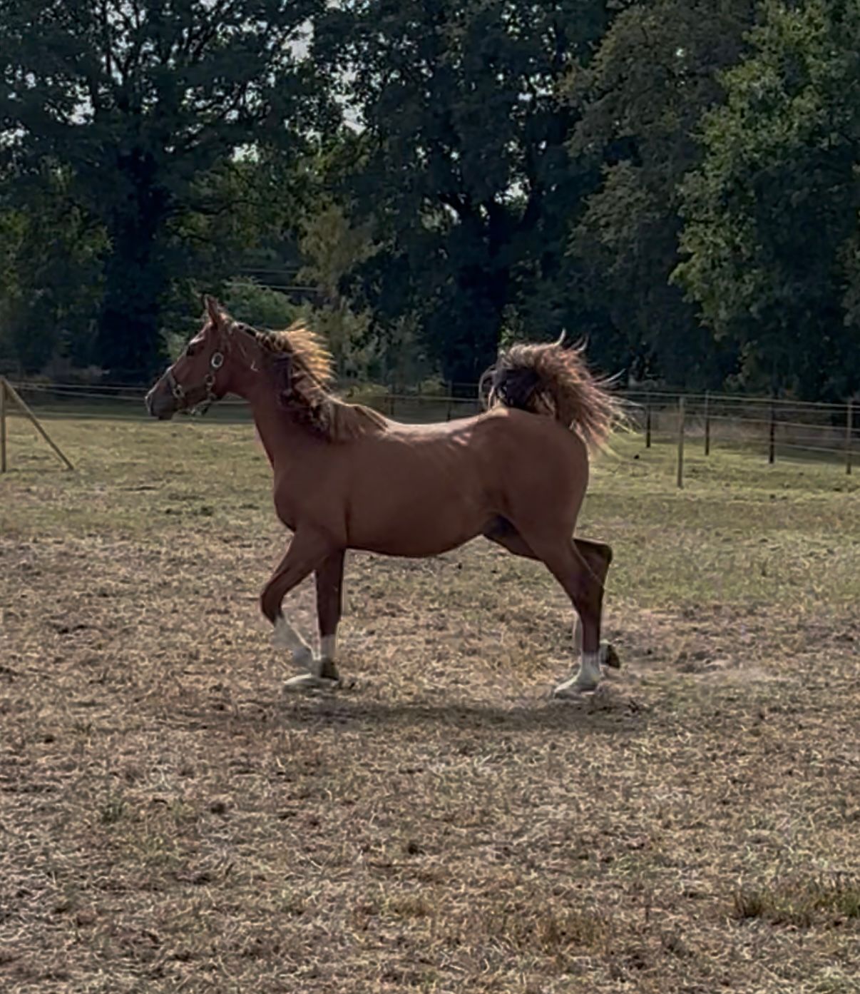 bwp springpaard hengst 2 years old vos for sale - Photo 3