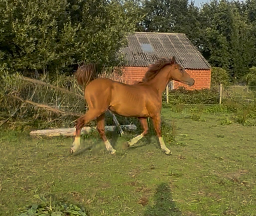 bwp springpaard hengst 2 years old vos for sale - Photo 4
