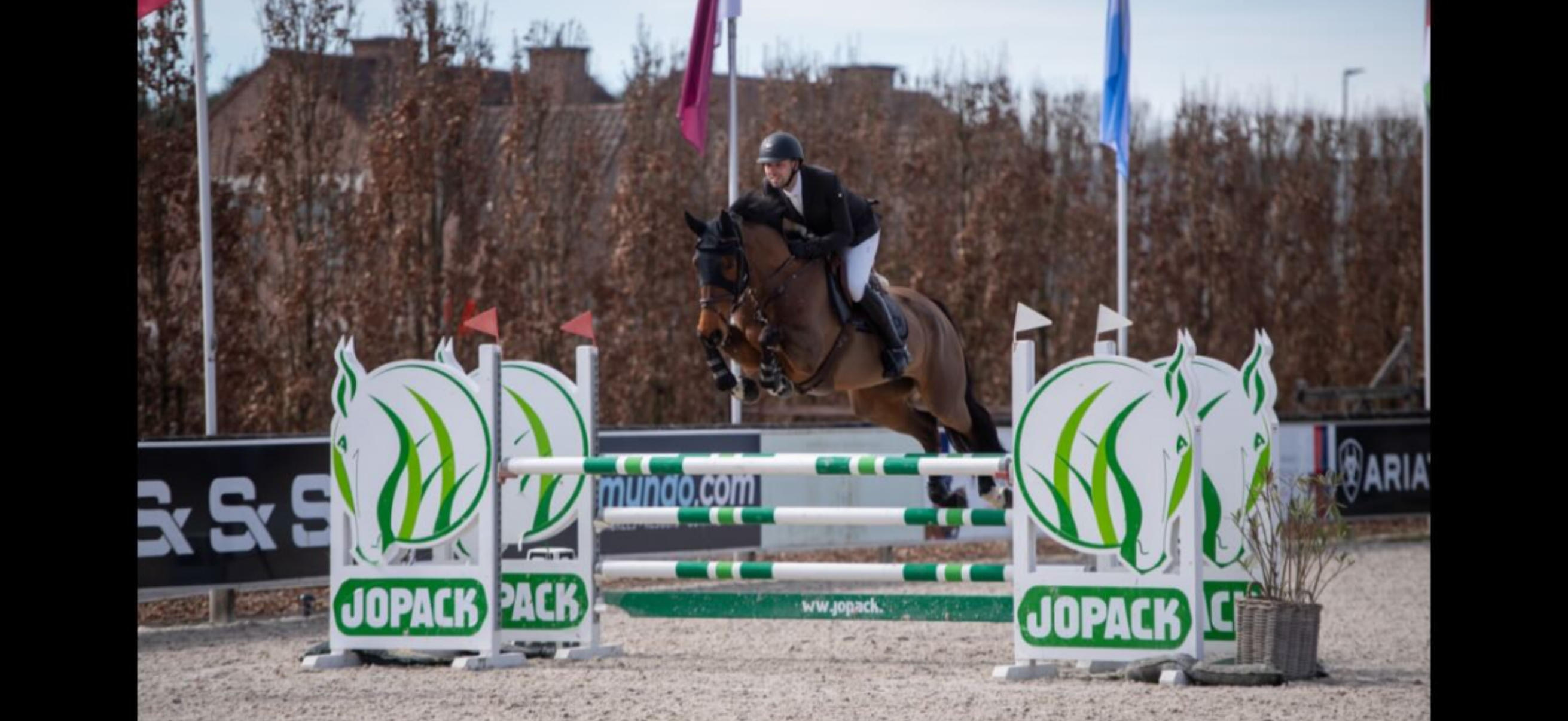 bwp springpaard hengst 2 years old vos for sale - Photo 5