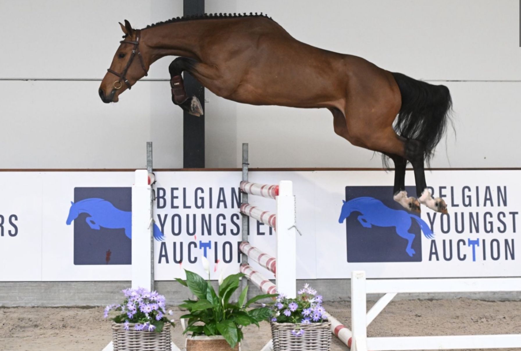 bwp springpaard hengst 2 years old vos for sale - Photo 6